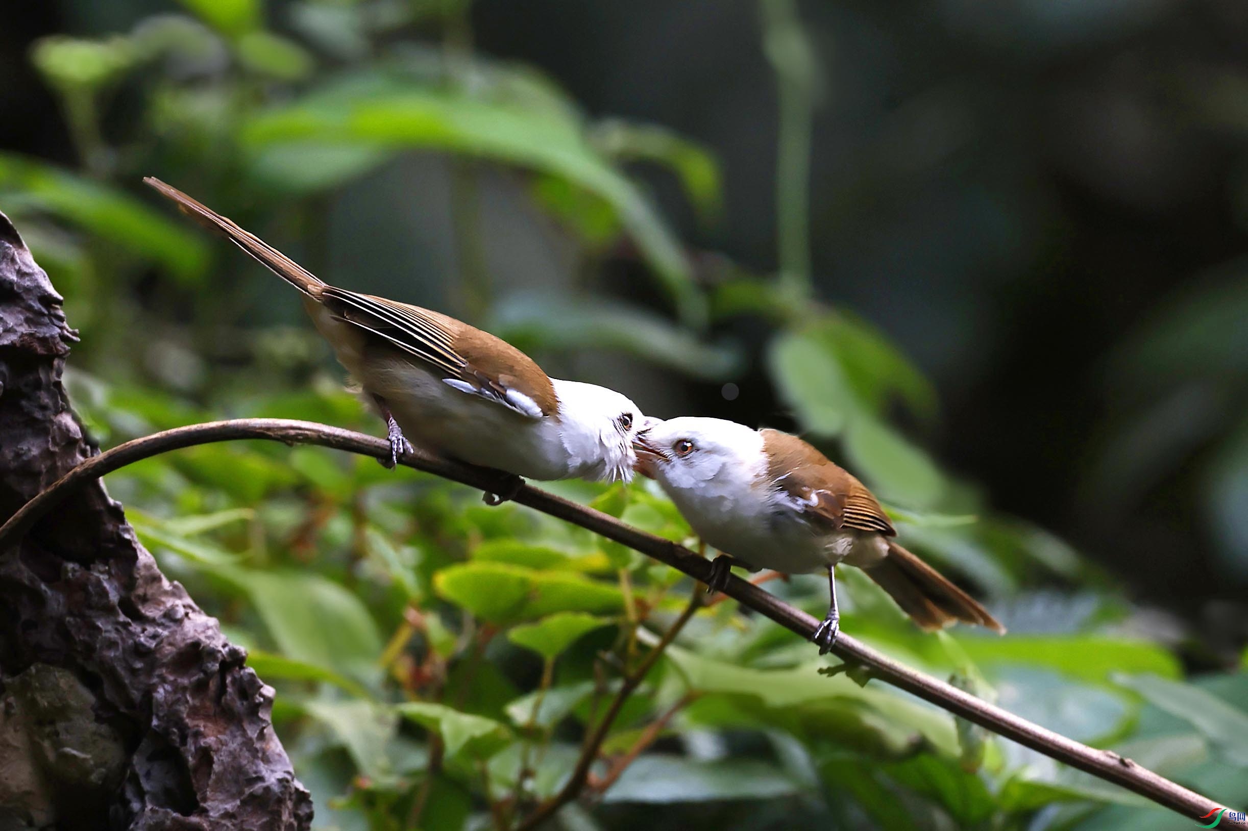 白头鵙鹛嘴对嘴