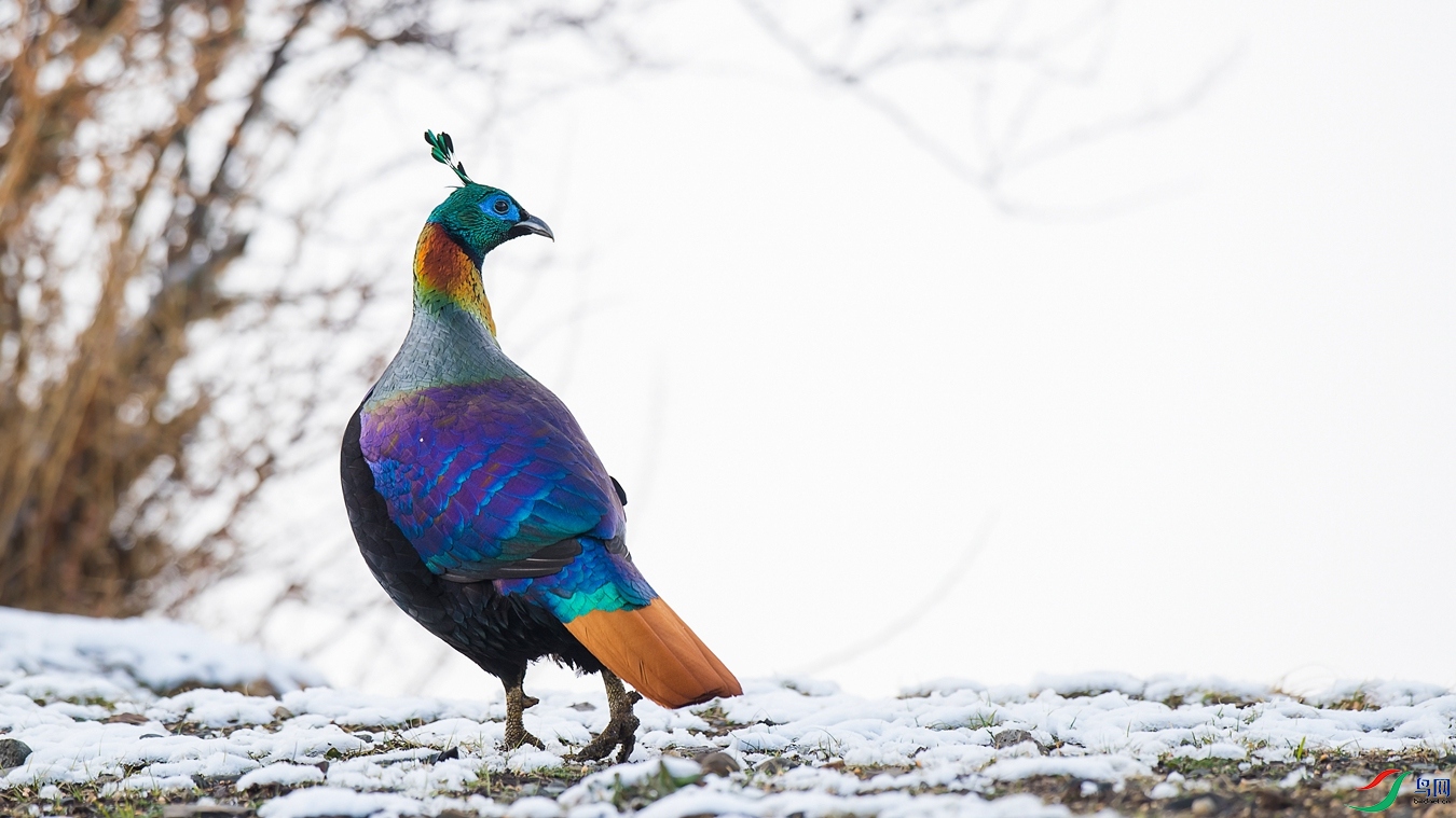 DSC_6086 - ����.jpg