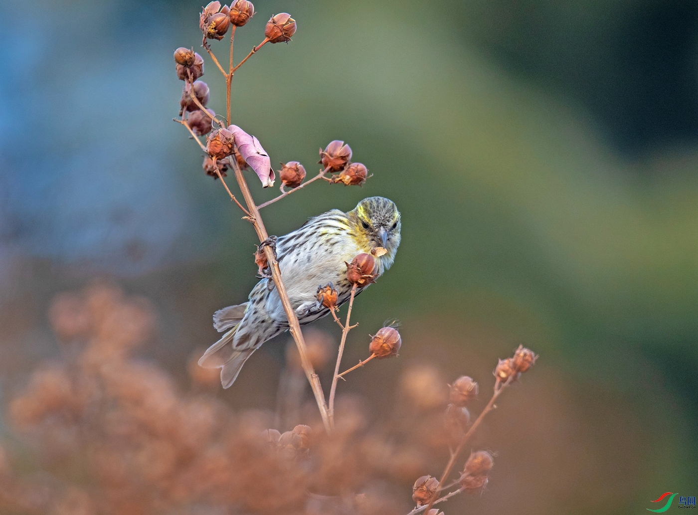 138A7224_����.jpg