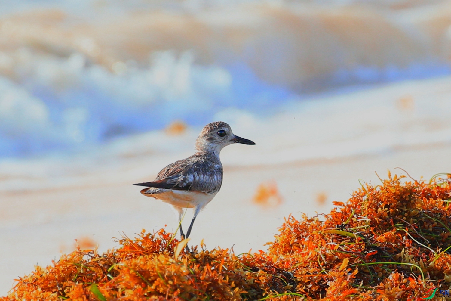 海边小鸟