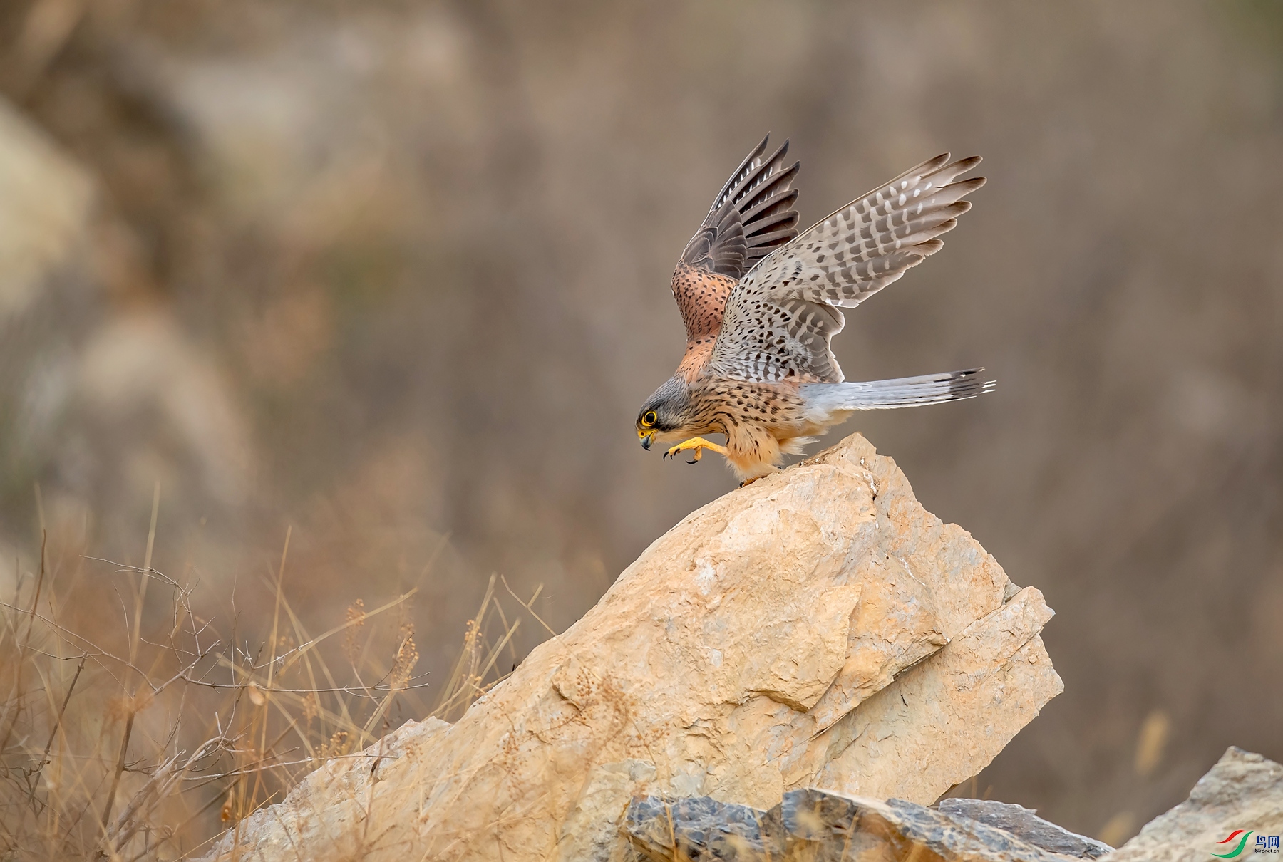 DSC_3495_����.jpg