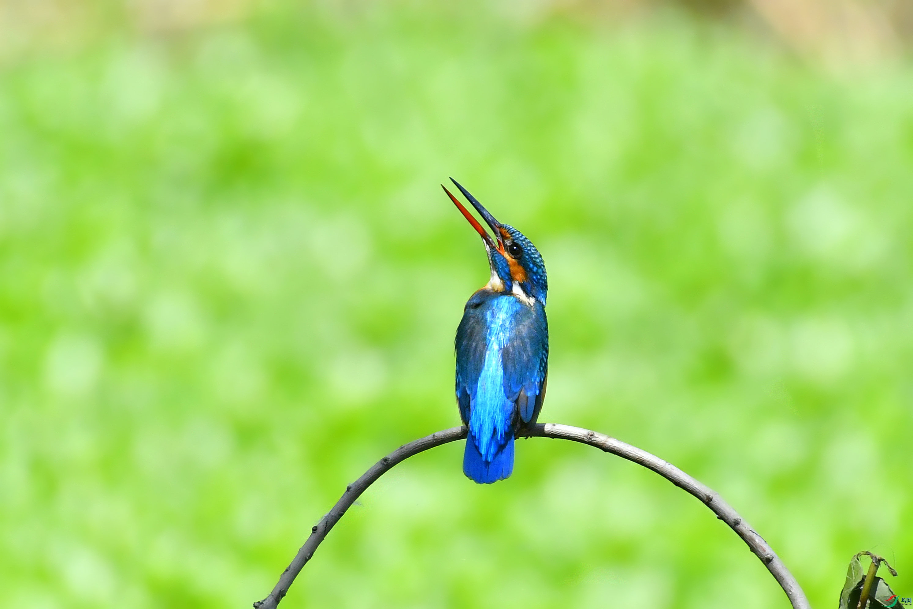 _DSC8424.JPG