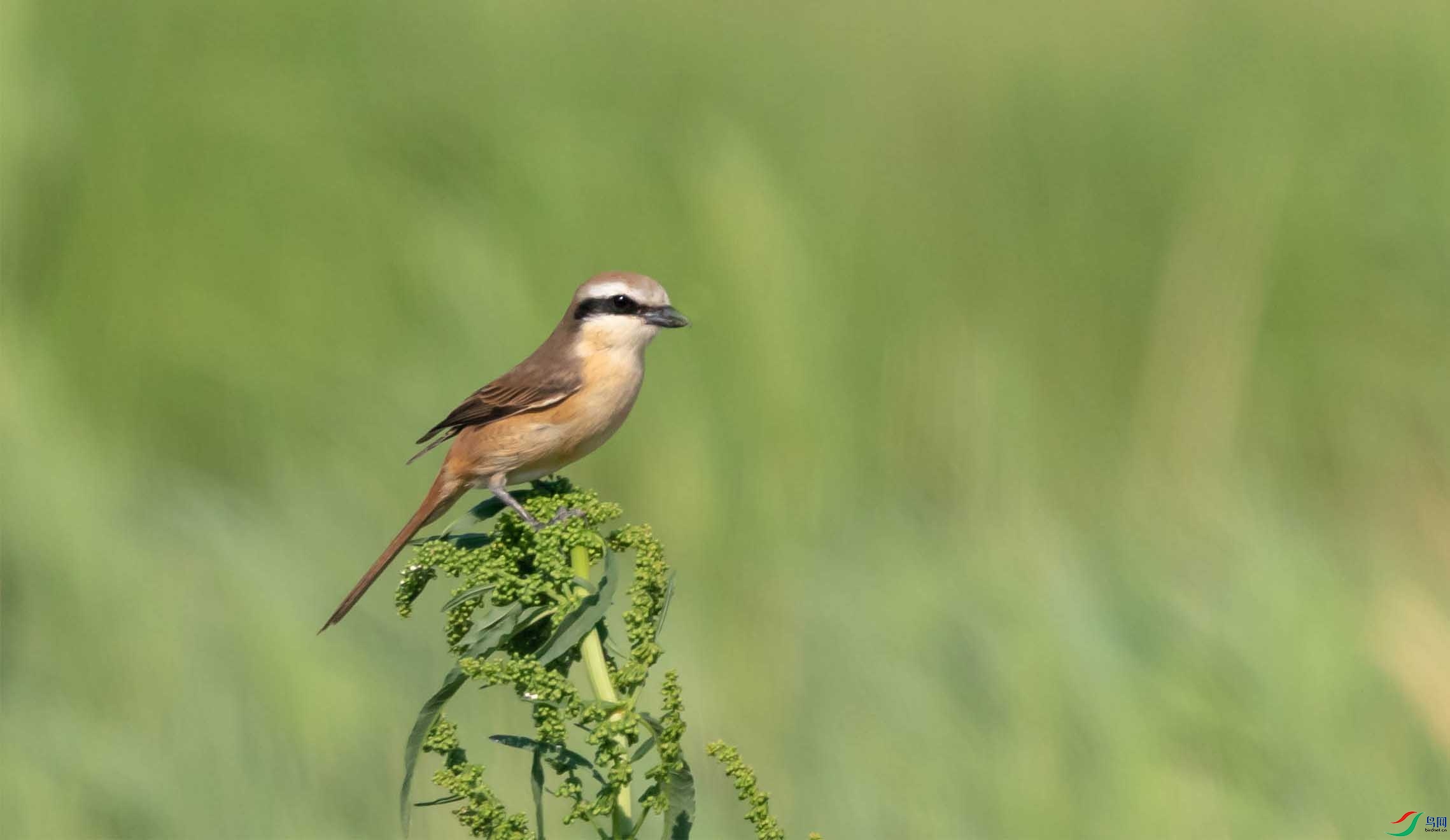 DSC01300-3.jpg