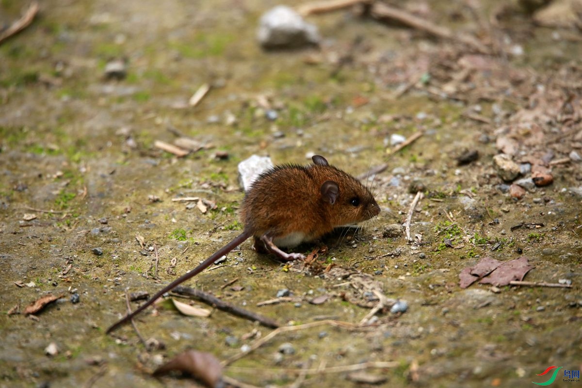 常见老鼠的种类图片