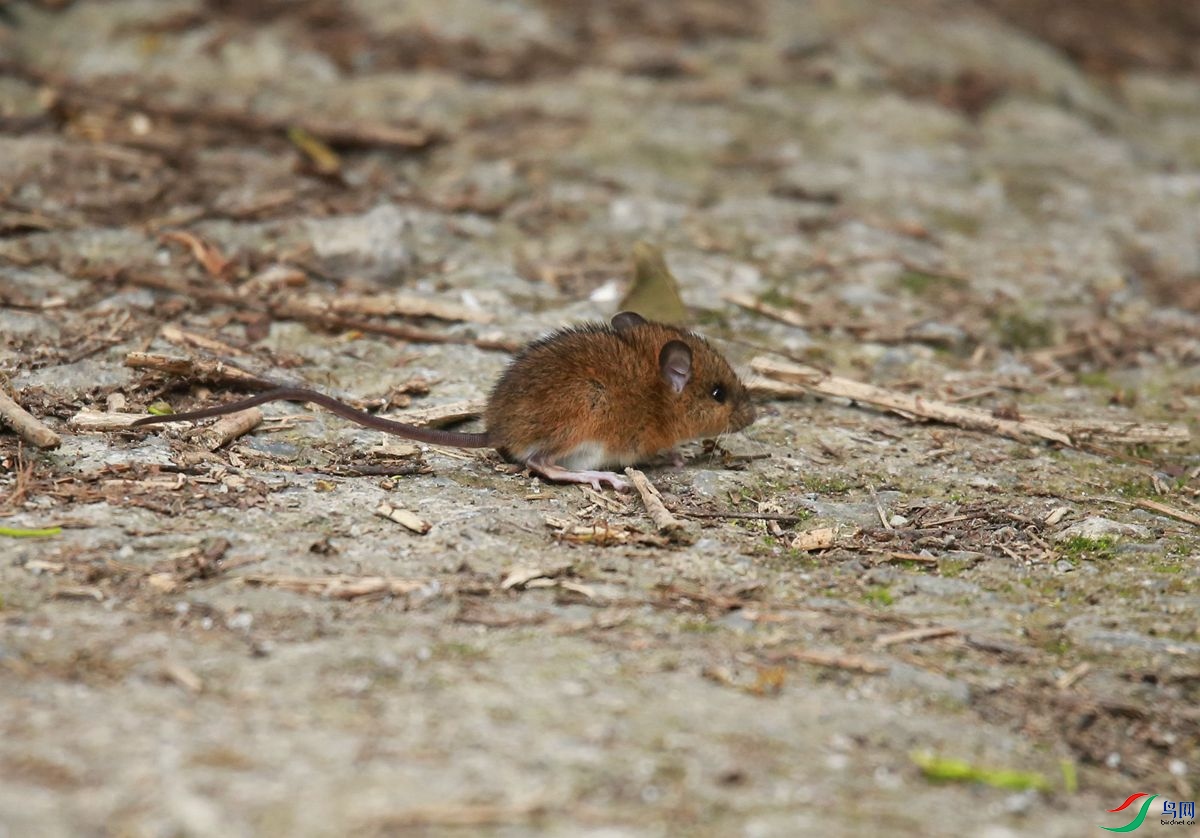 老鼠有这种色的?
