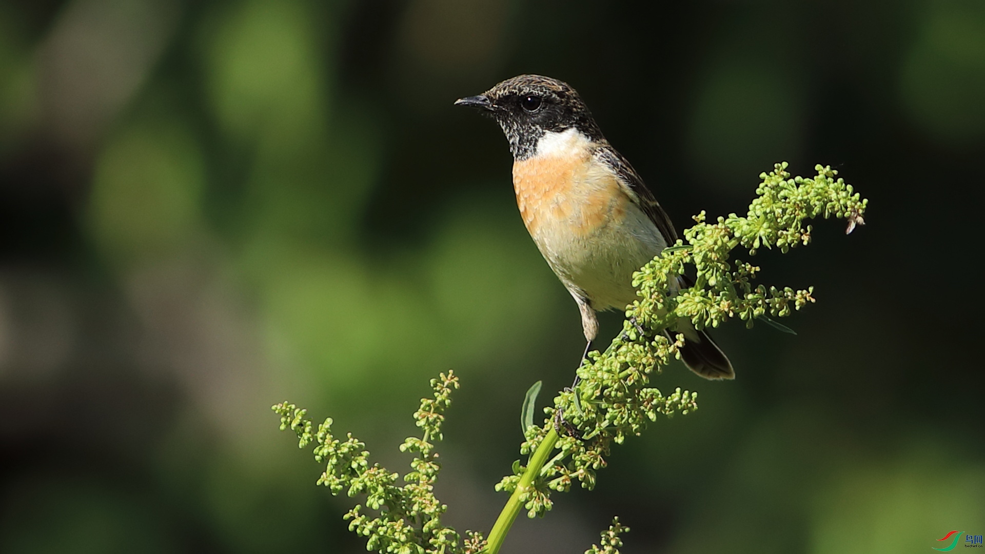 黑喉石鵖精神十足