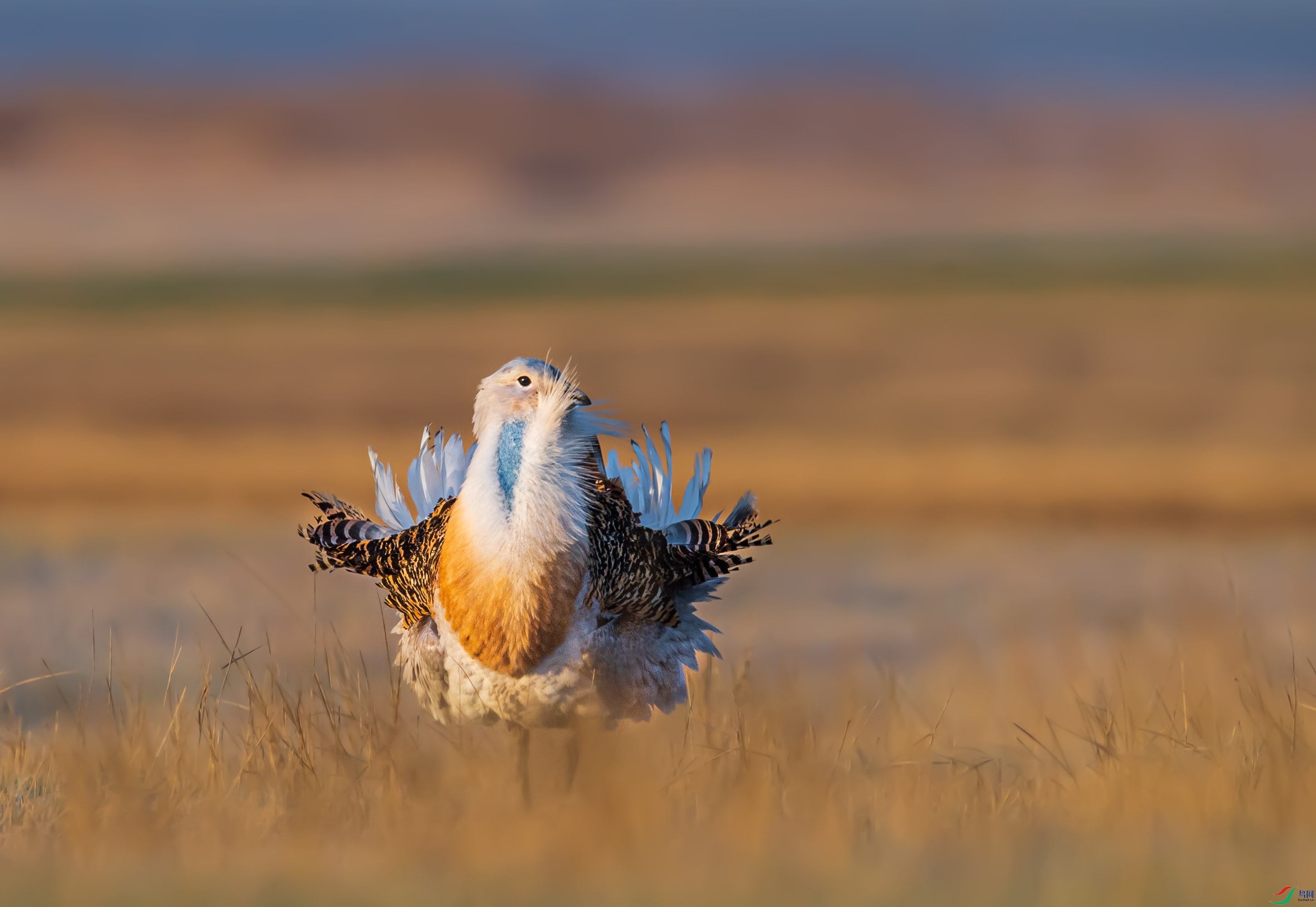 治愈心灵的萌物