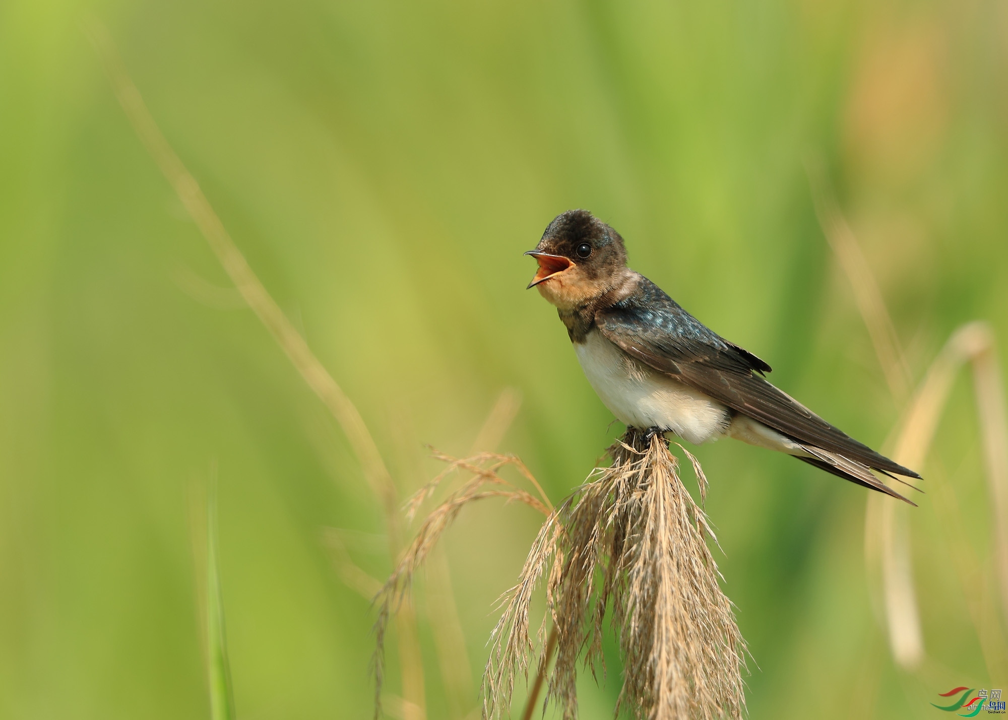 星草  老师拍摄于河北省石家庄市正定县.jpg