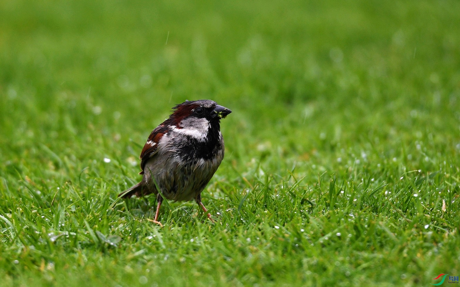 罕见的新疆亚种—《黑胸麻雀》