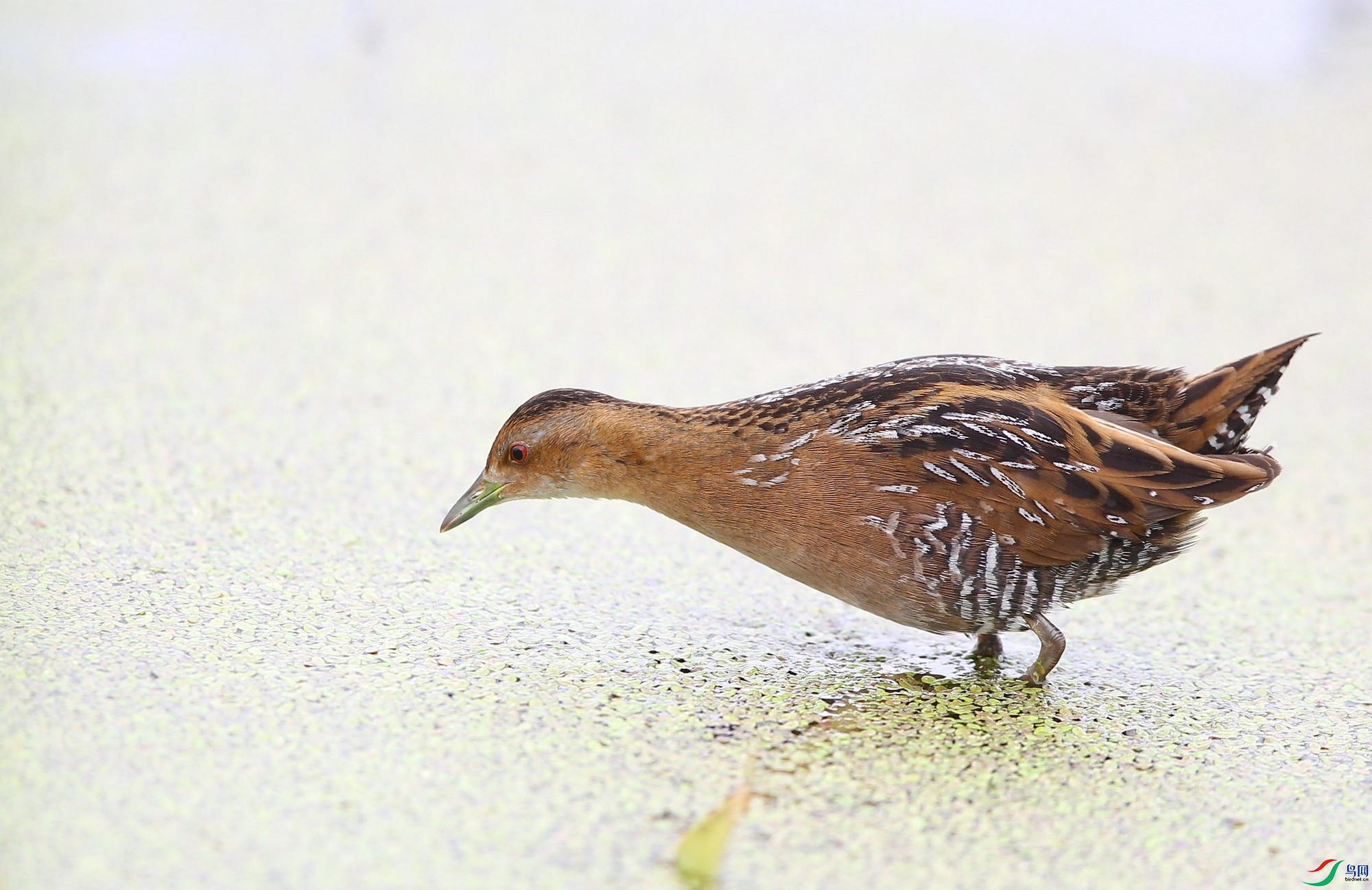 w160502������ǰ���� (138).jpg