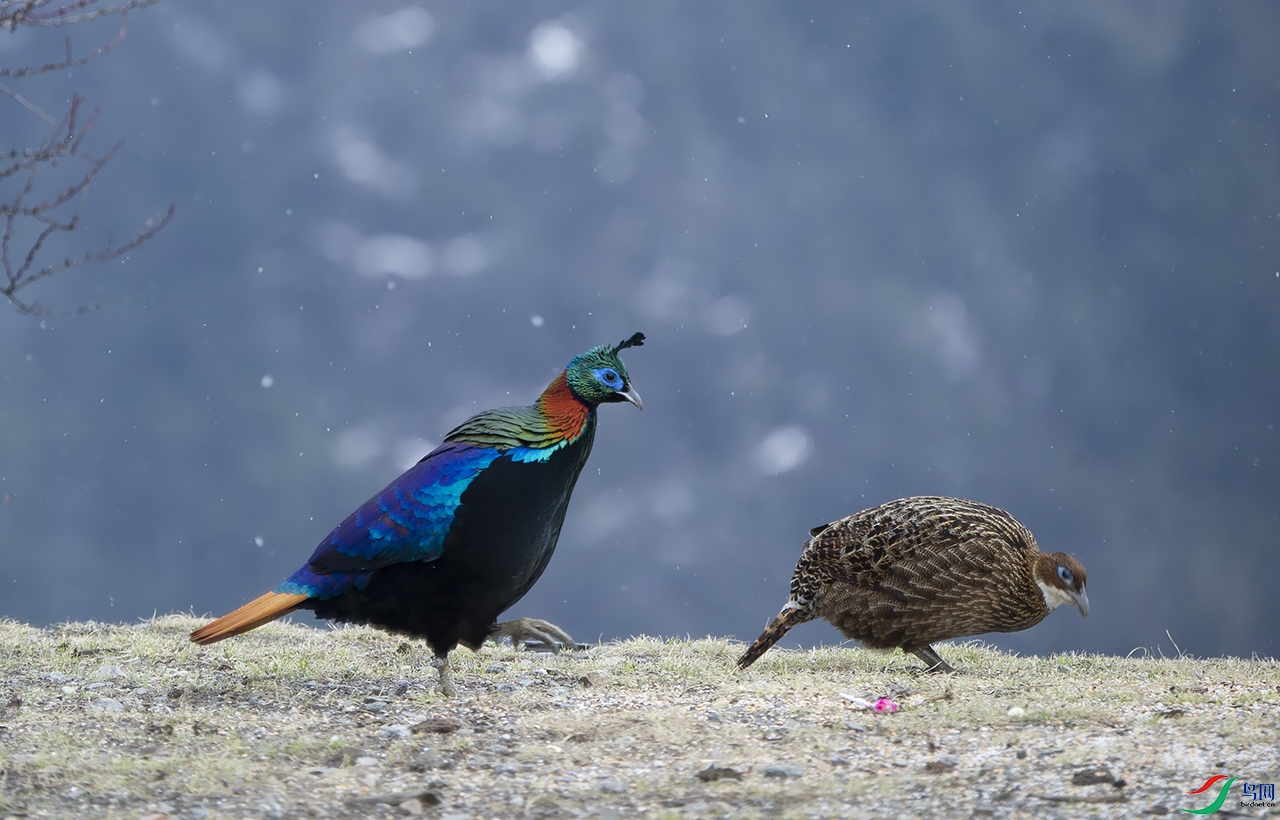 DSC_1340-0-0.jpg