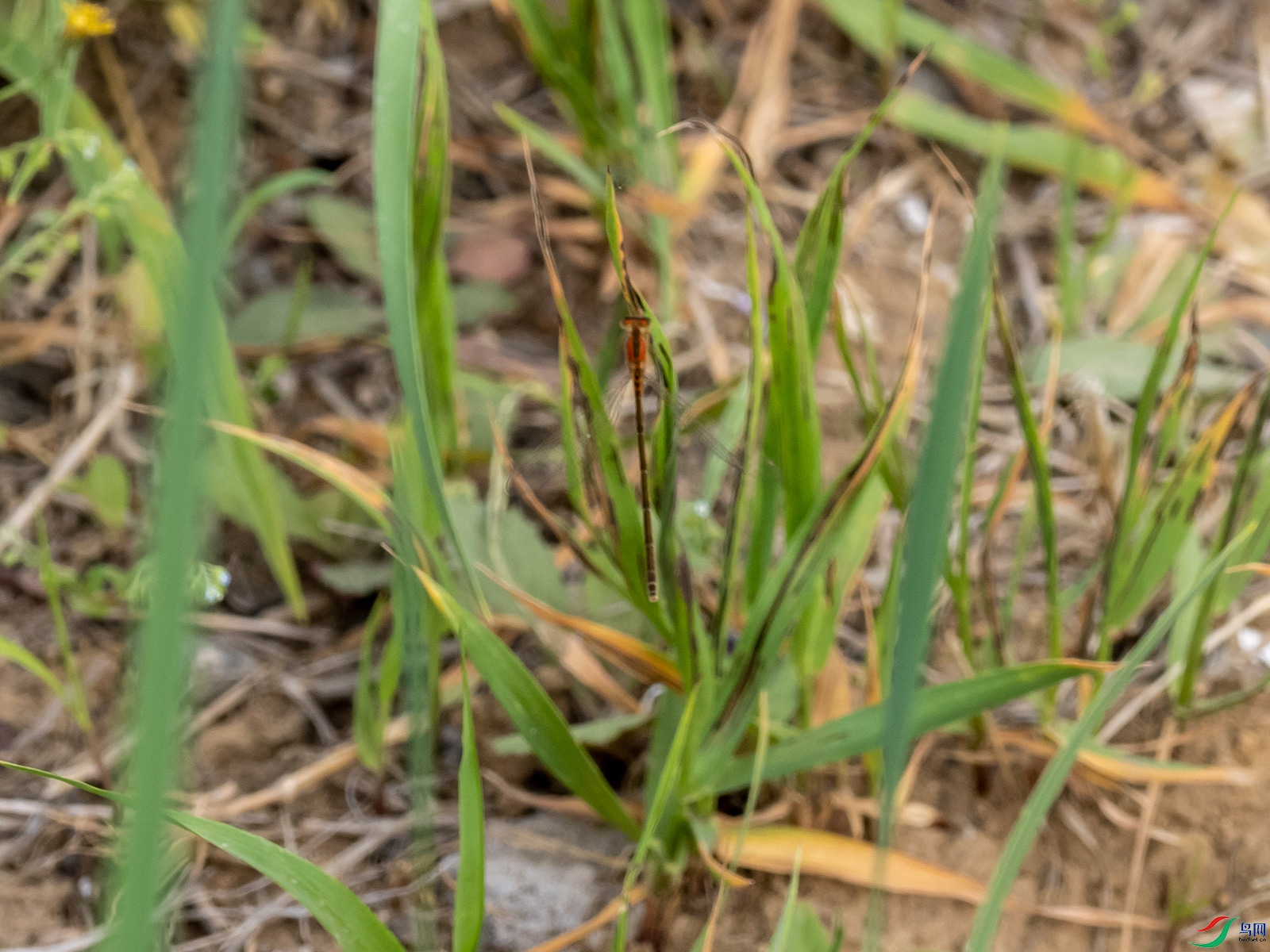 ��һ�ο����ĺ춹��