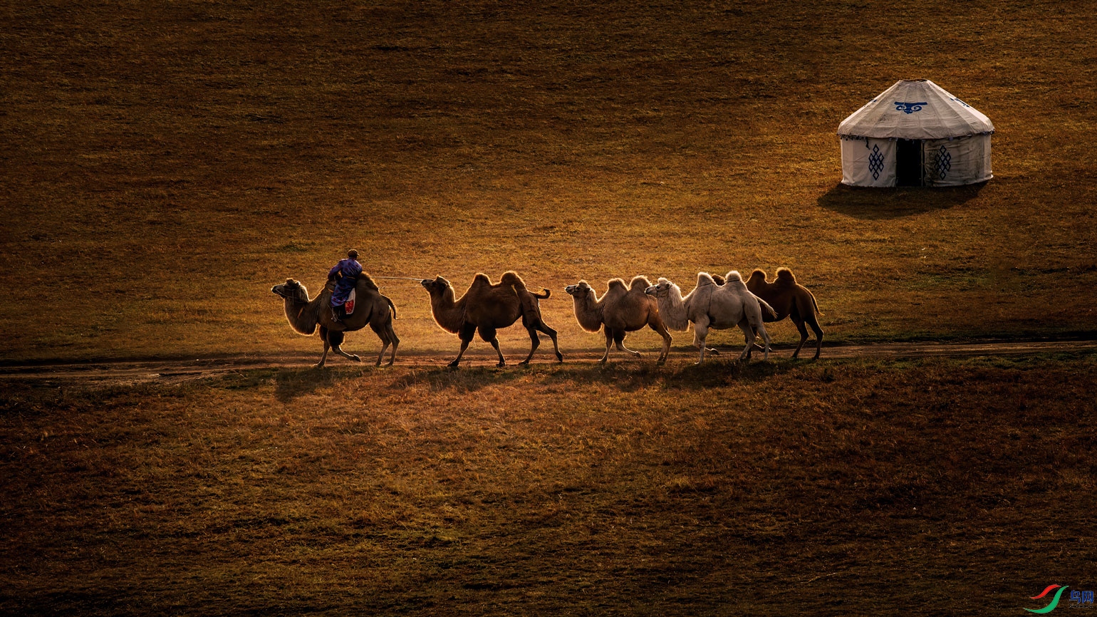 驼铃声声祝贺老师佳作荣获首页精华