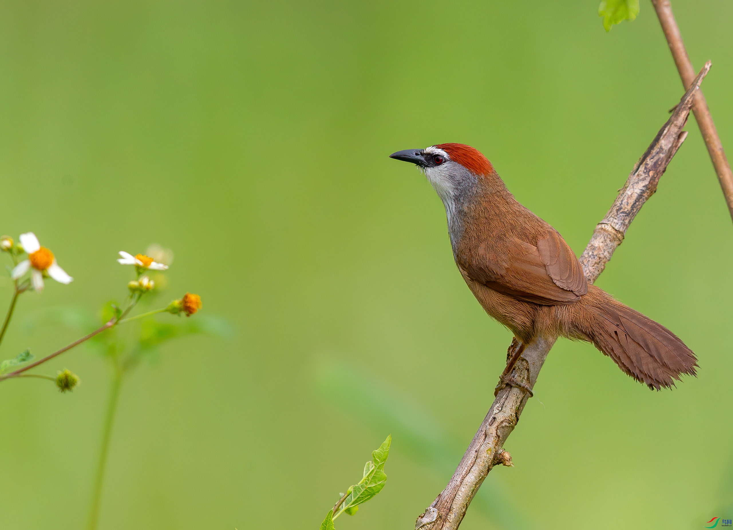 ci6w1789红顶鹛.jpg