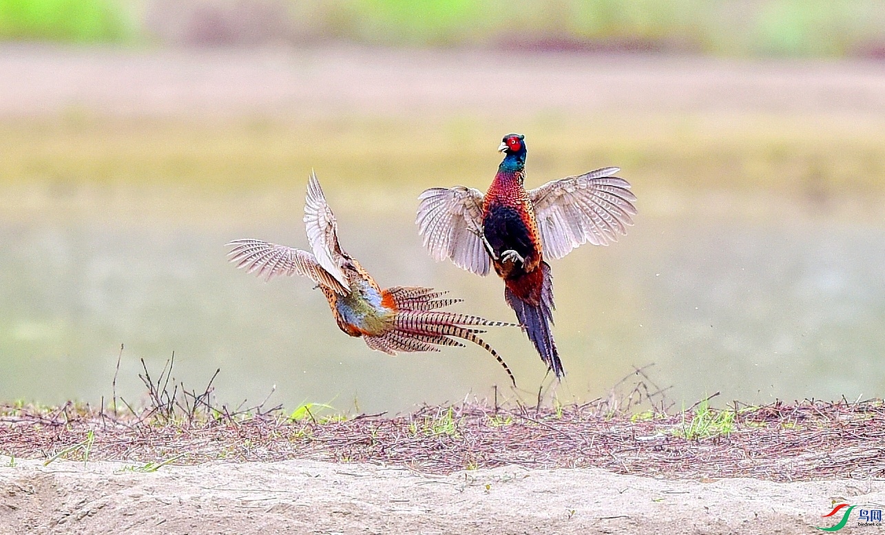 DSC_5208_conew2.jpg
