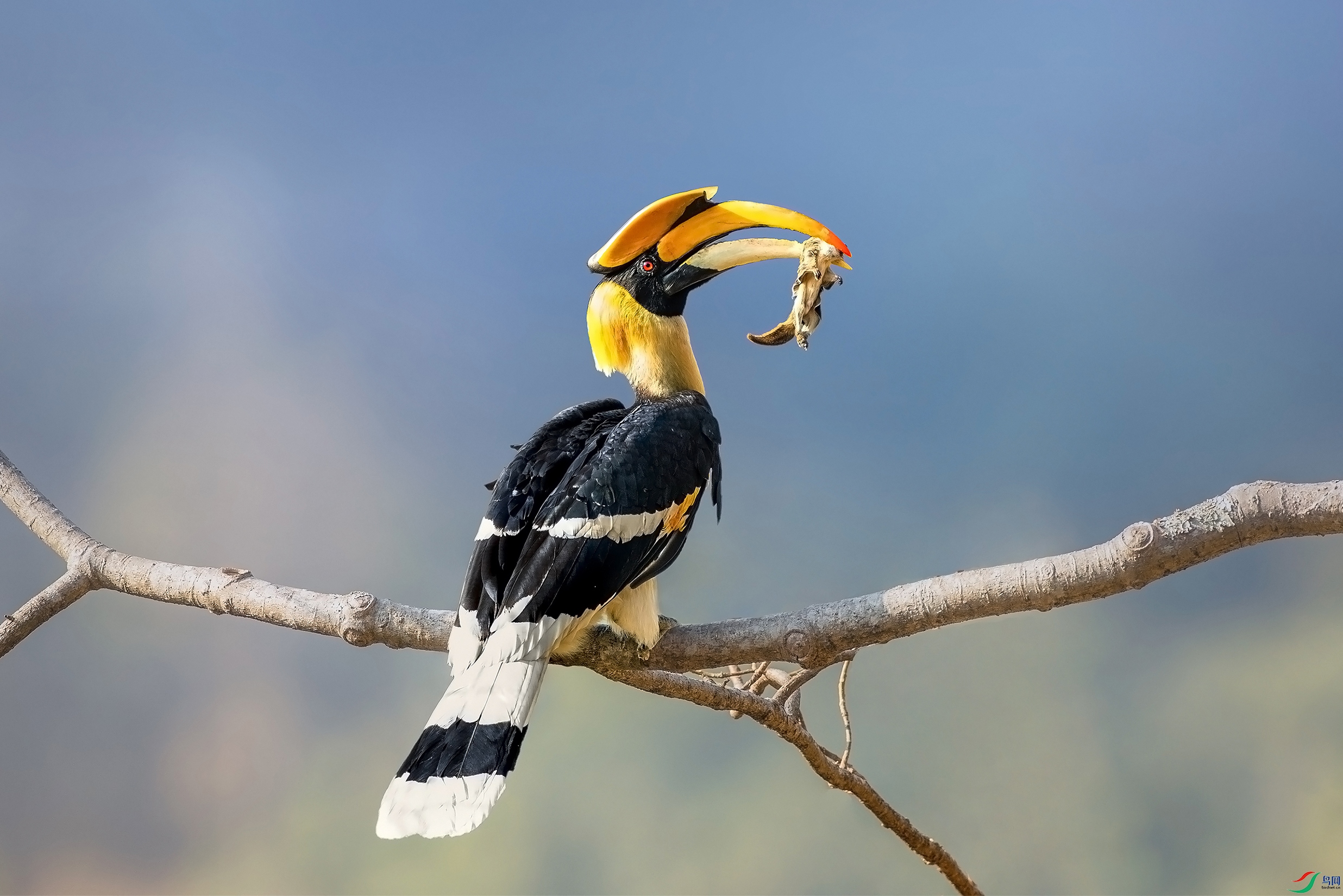 [林鸟] 双角犀鸟 --- (祝贺老师作品荣获vip佳作)