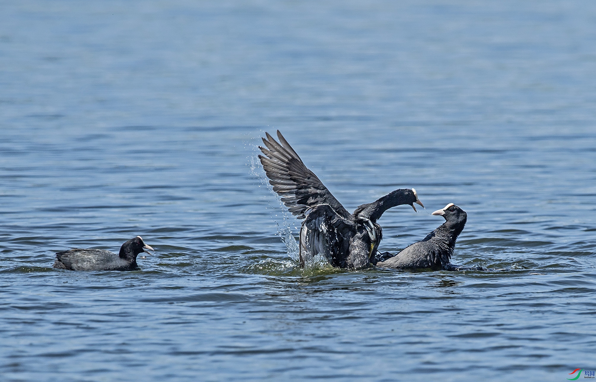 DSC_2456.jpg