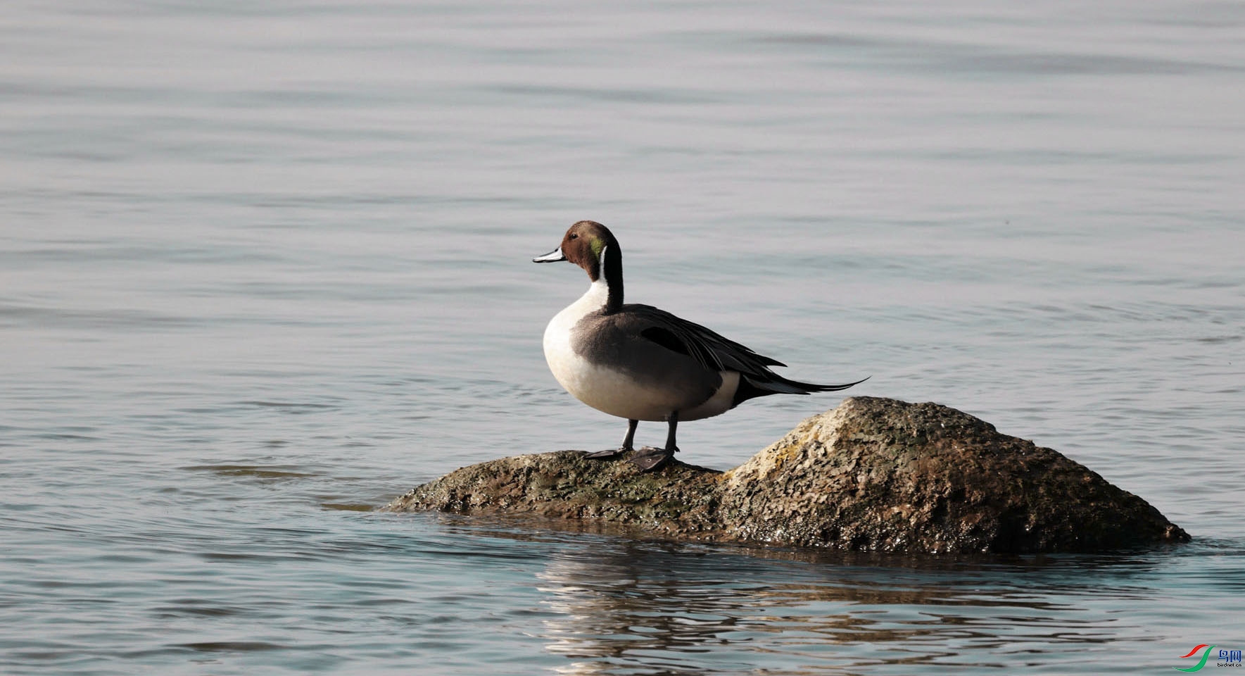 眺望远方针尾鸭