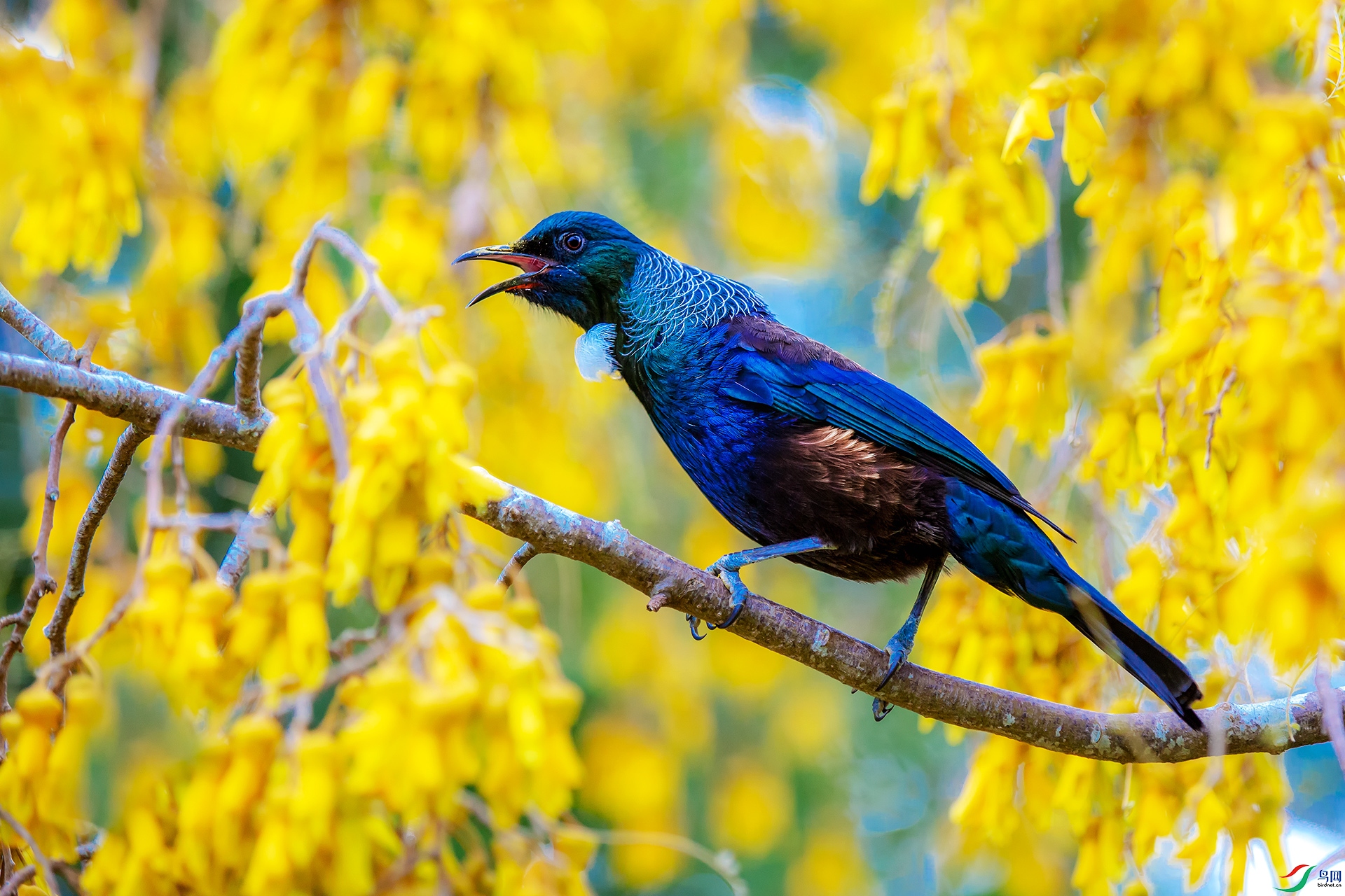 新西兰吸蜜鸟图片