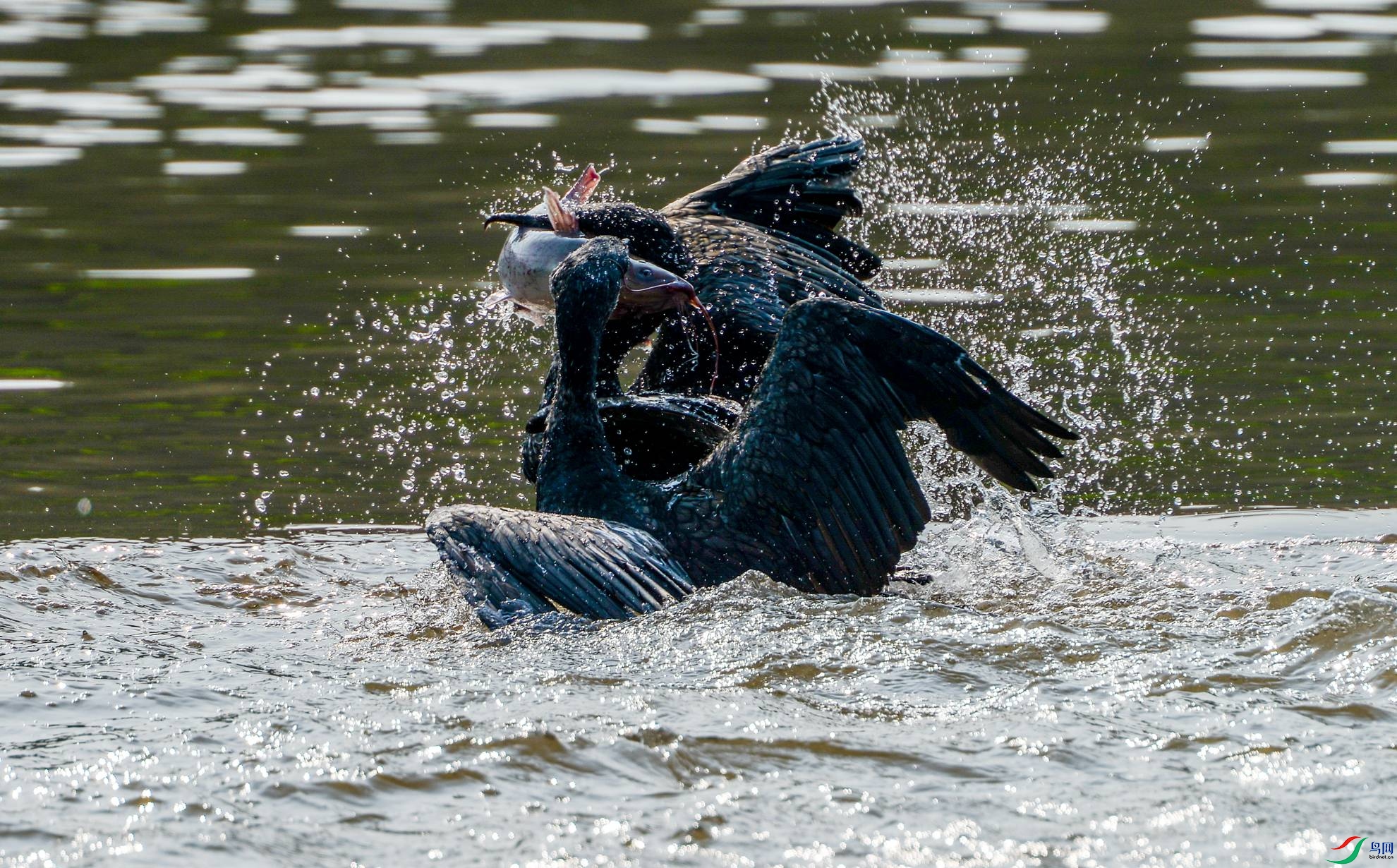 DSC_6020.jpg