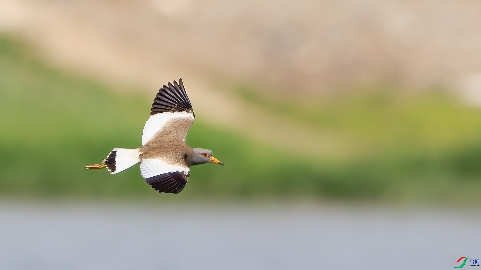 飞翔的灰头麦鸡
