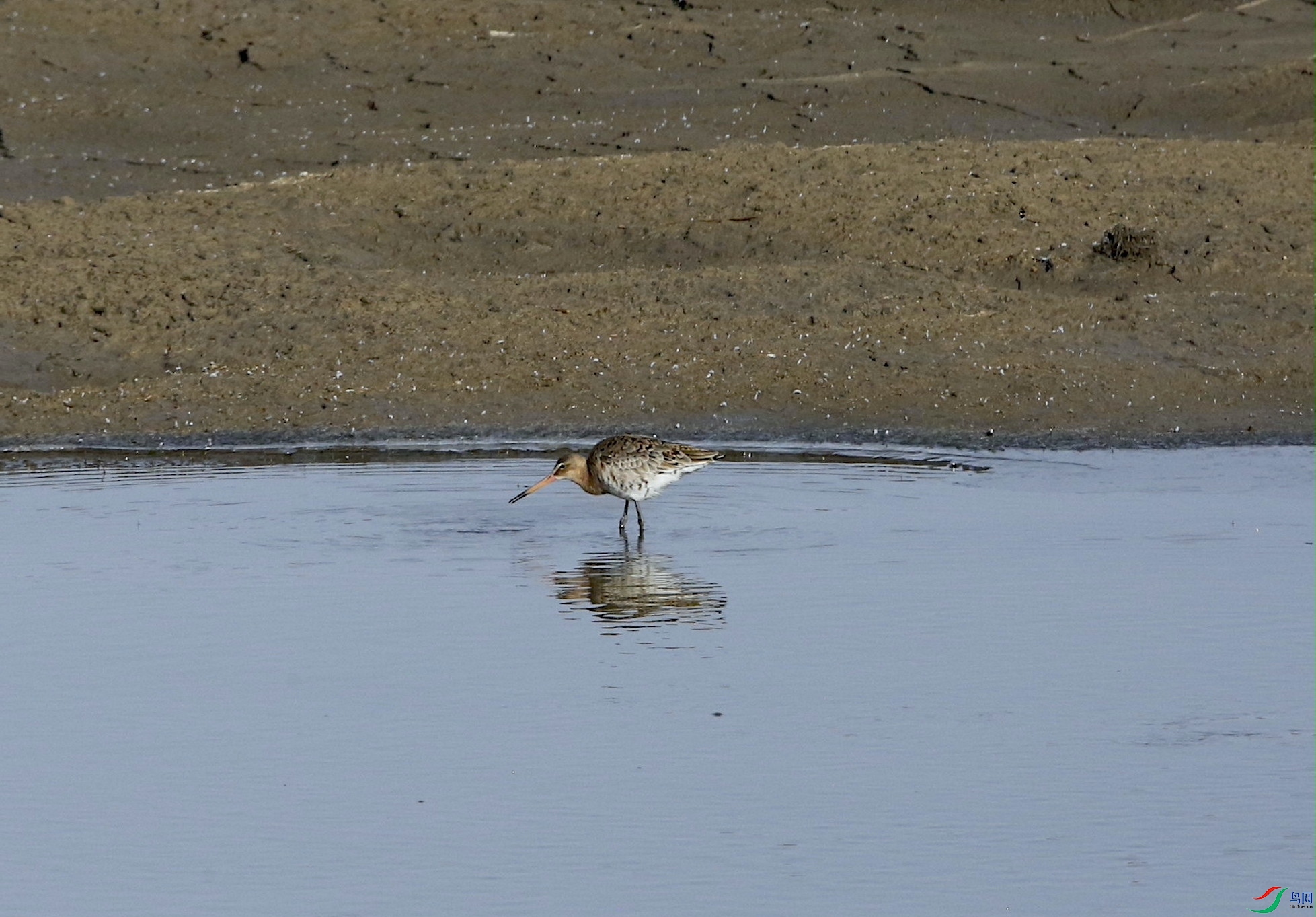 ��β����