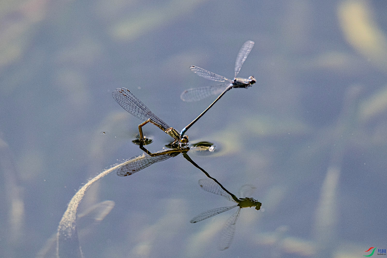 DSC_9926.jpg
