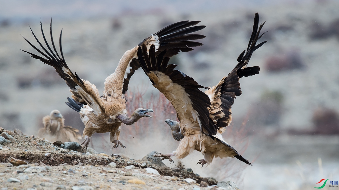 DSC_9523 - ����.jpg