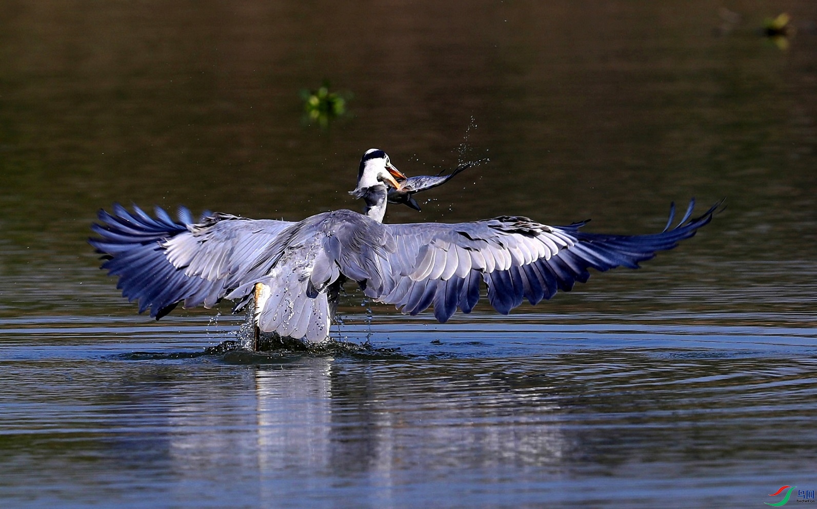 A15I0038 - ����.JPG