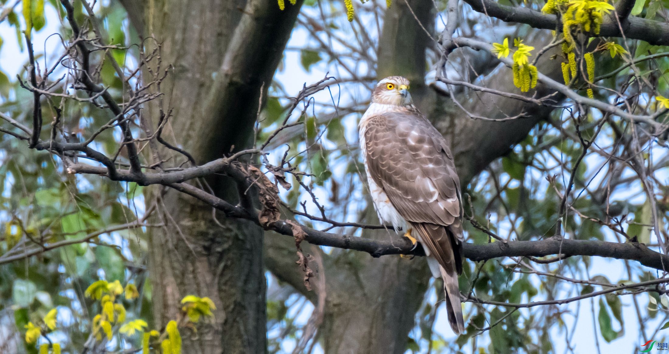 ȸӥ������ë