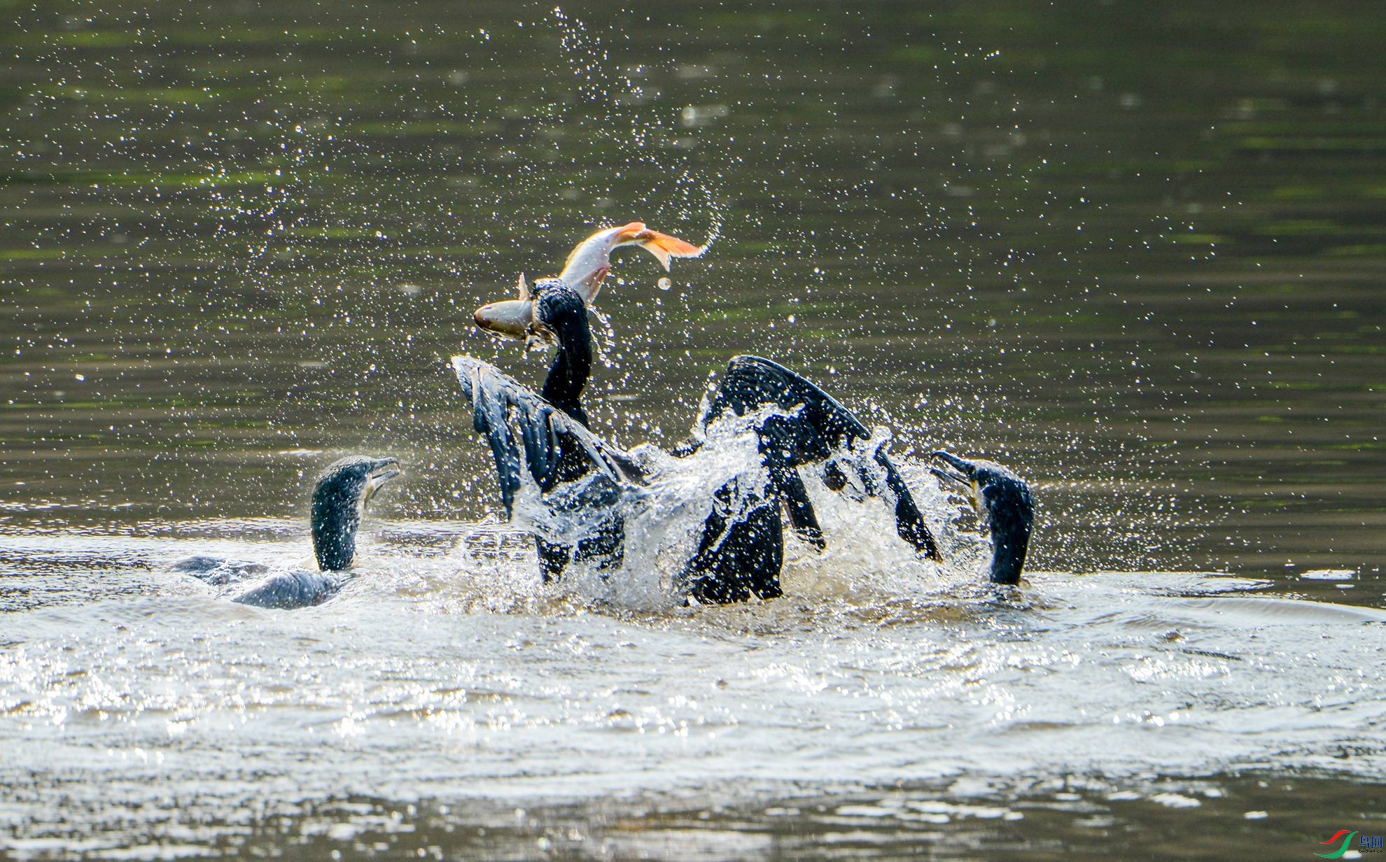 DSC_6338.jpg