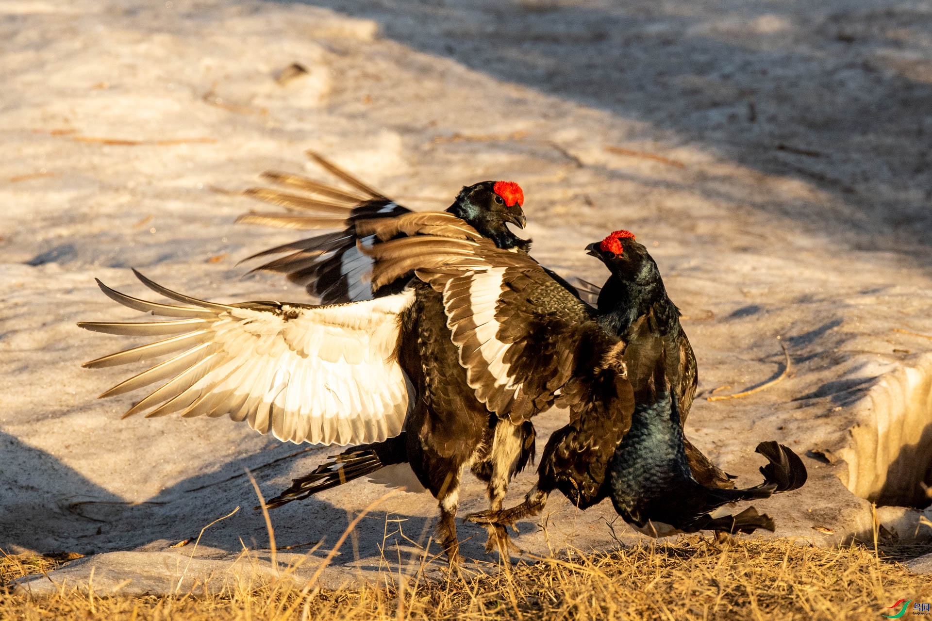 _DSC4889 - ����.JPG