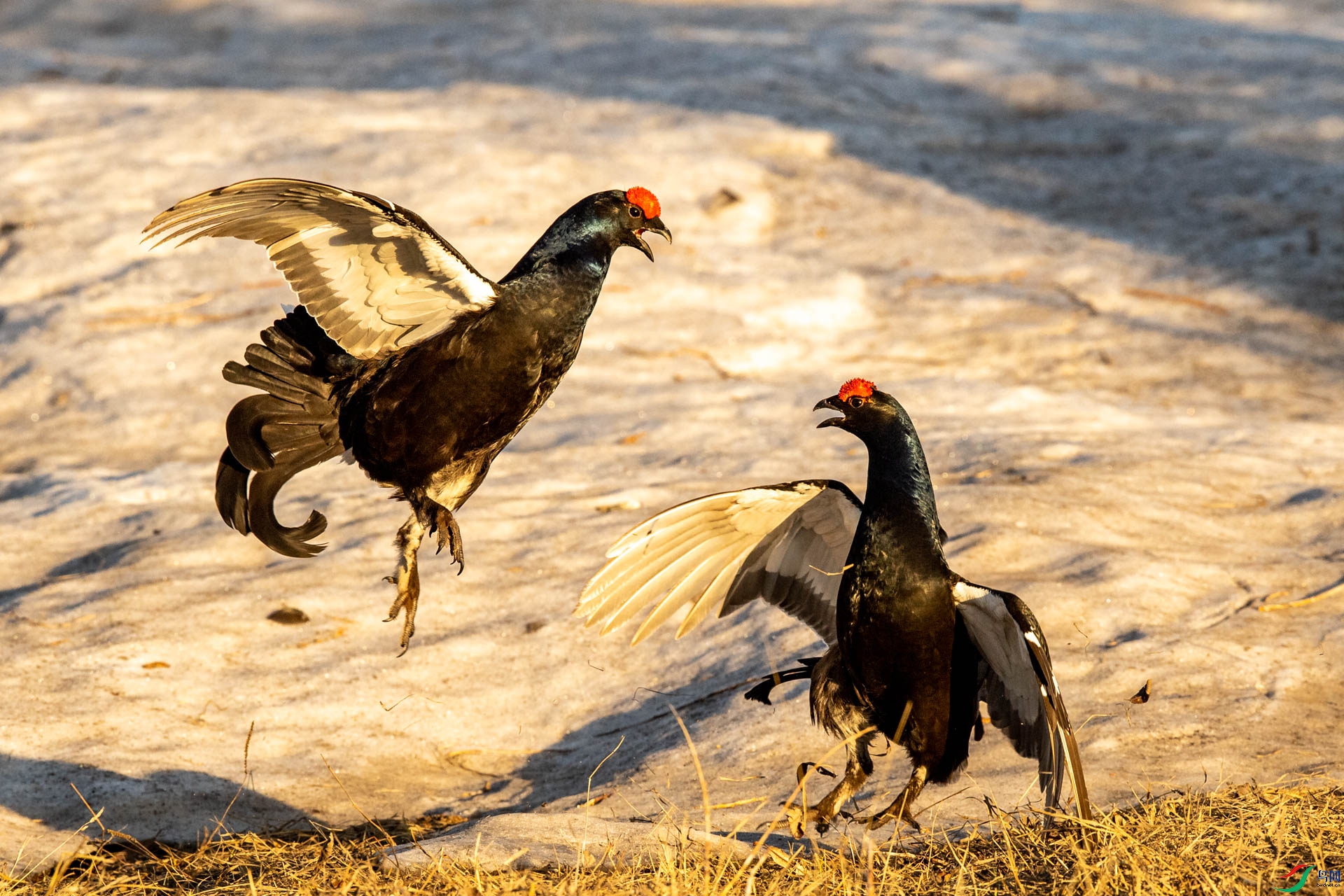 _DSC4856 - ����.JPG