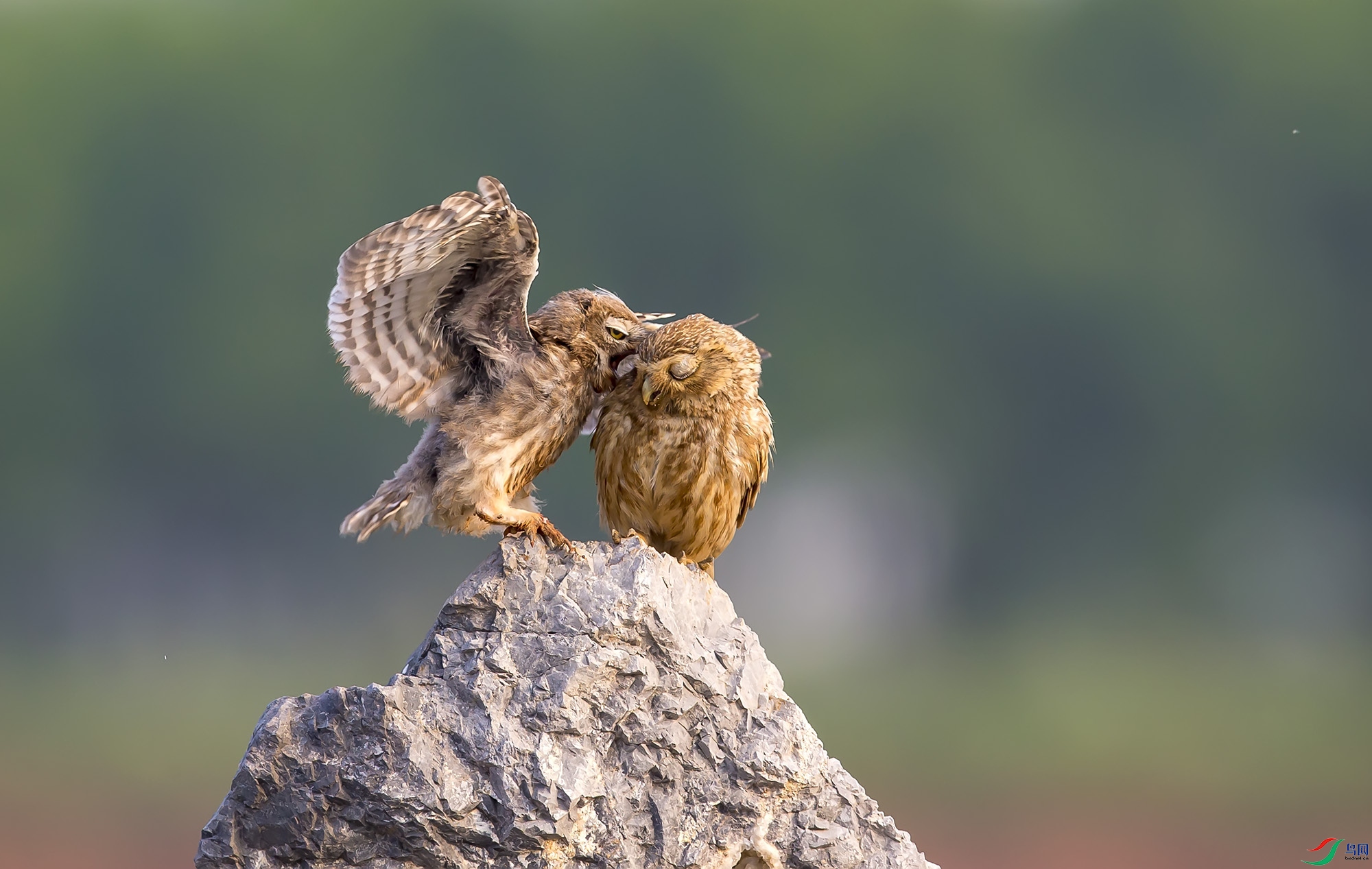 ���Ƹ�С�^