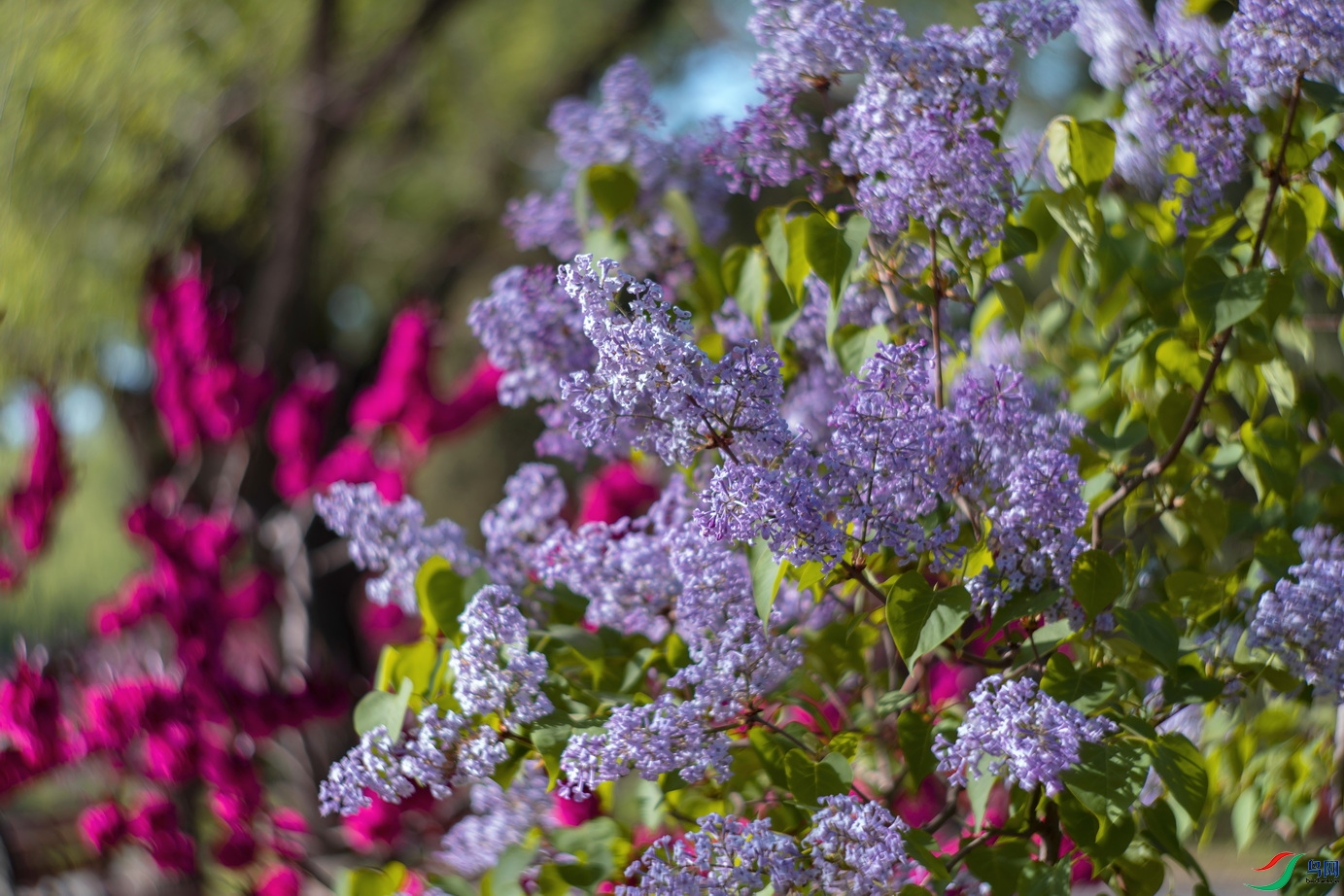 DSC08962-1.jpg
