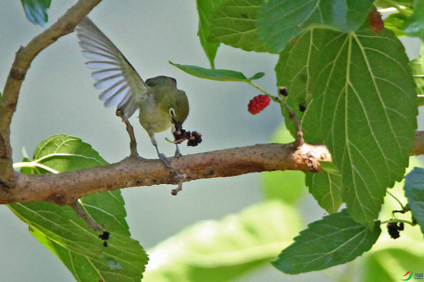 绣眼鸟pk桑葚果