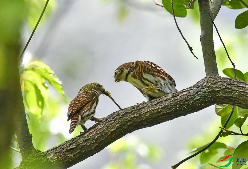 DSC_2243a.JPG