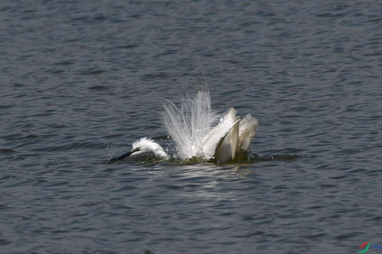 DSC_7563.jpg