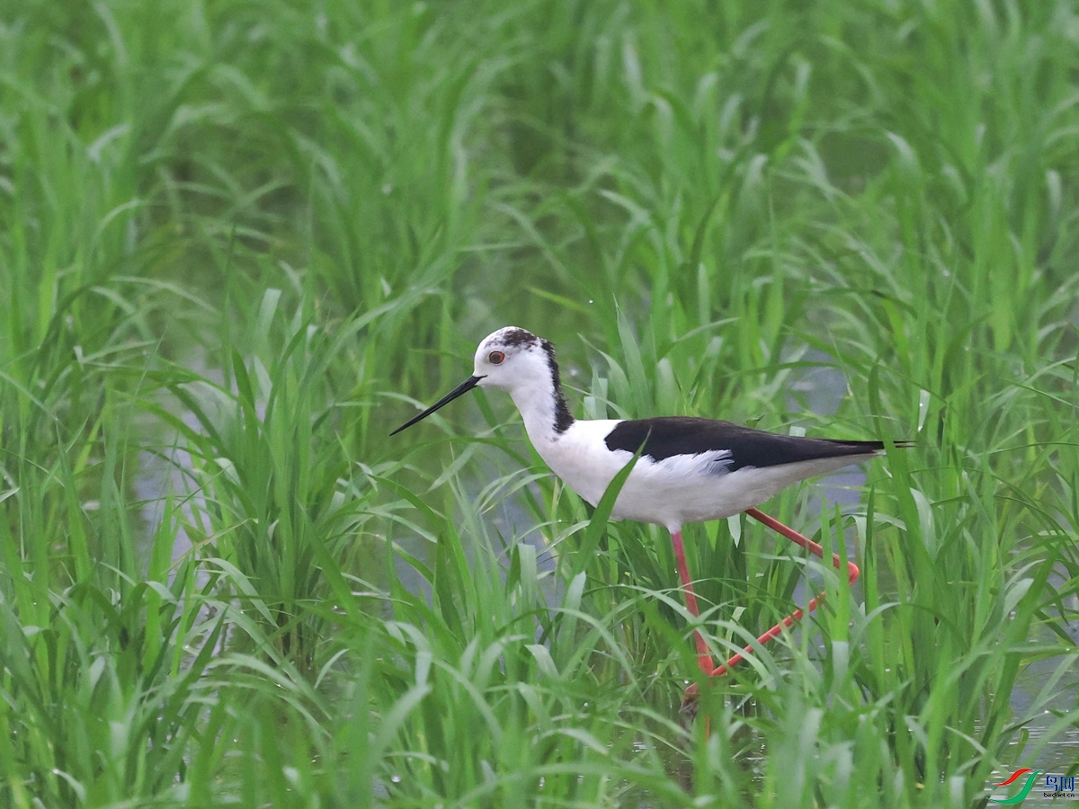  �ڳ᳤����