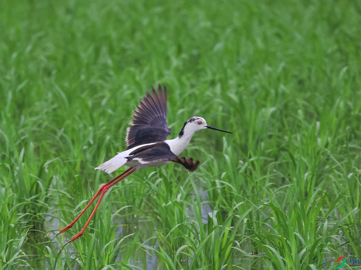  �ڳ᳤����