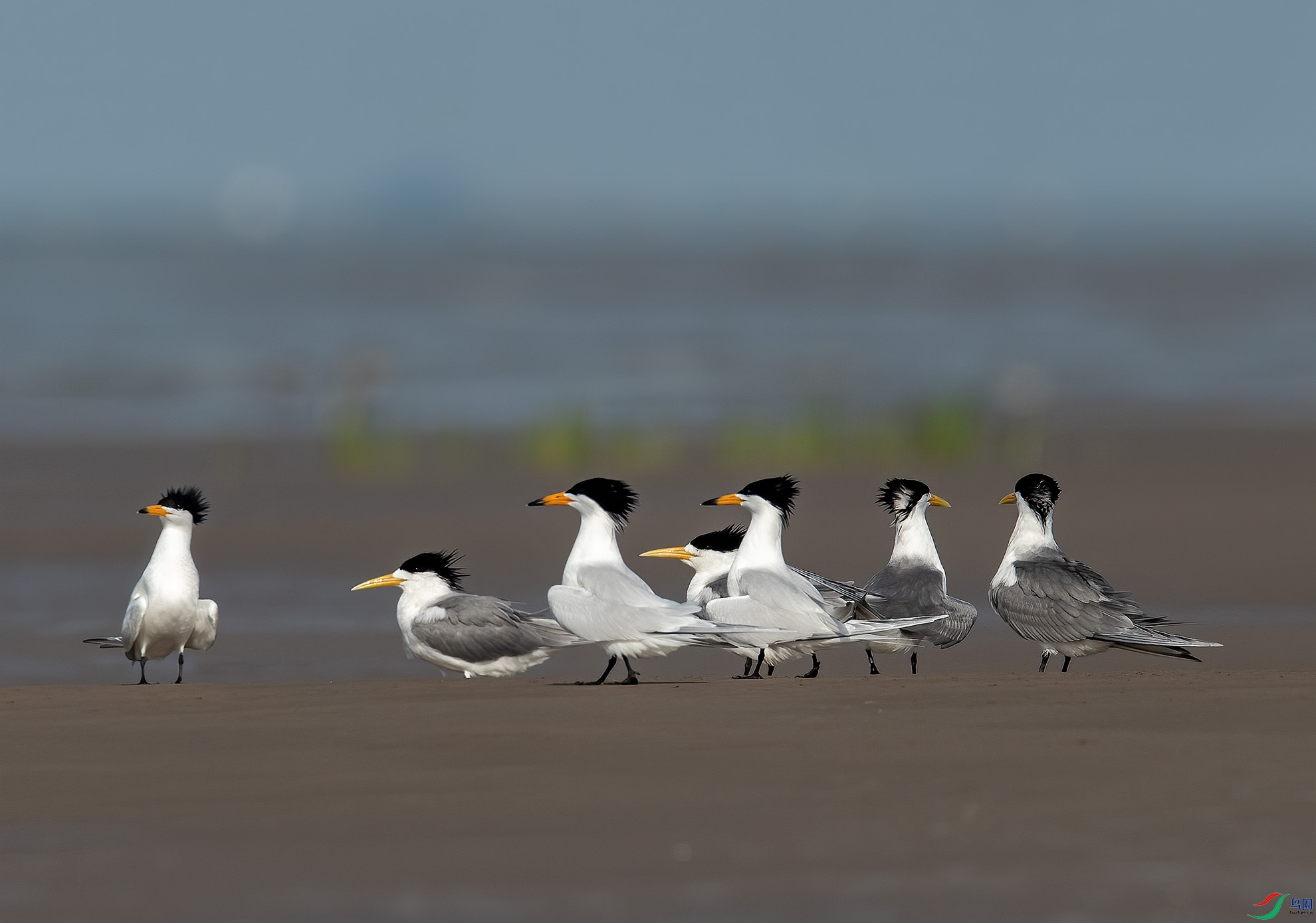 DSC_4434 MM.jpg