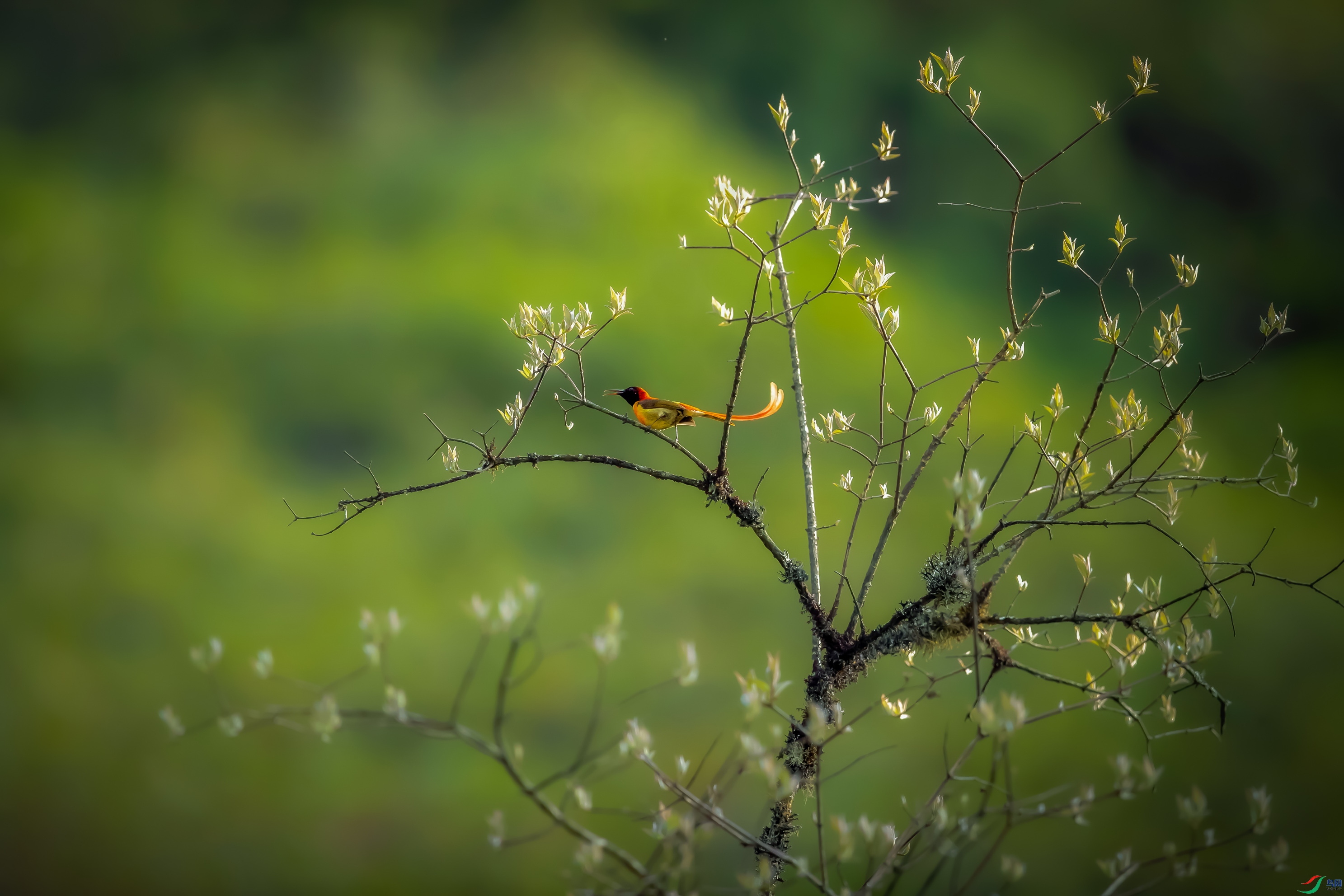 ��β̫����