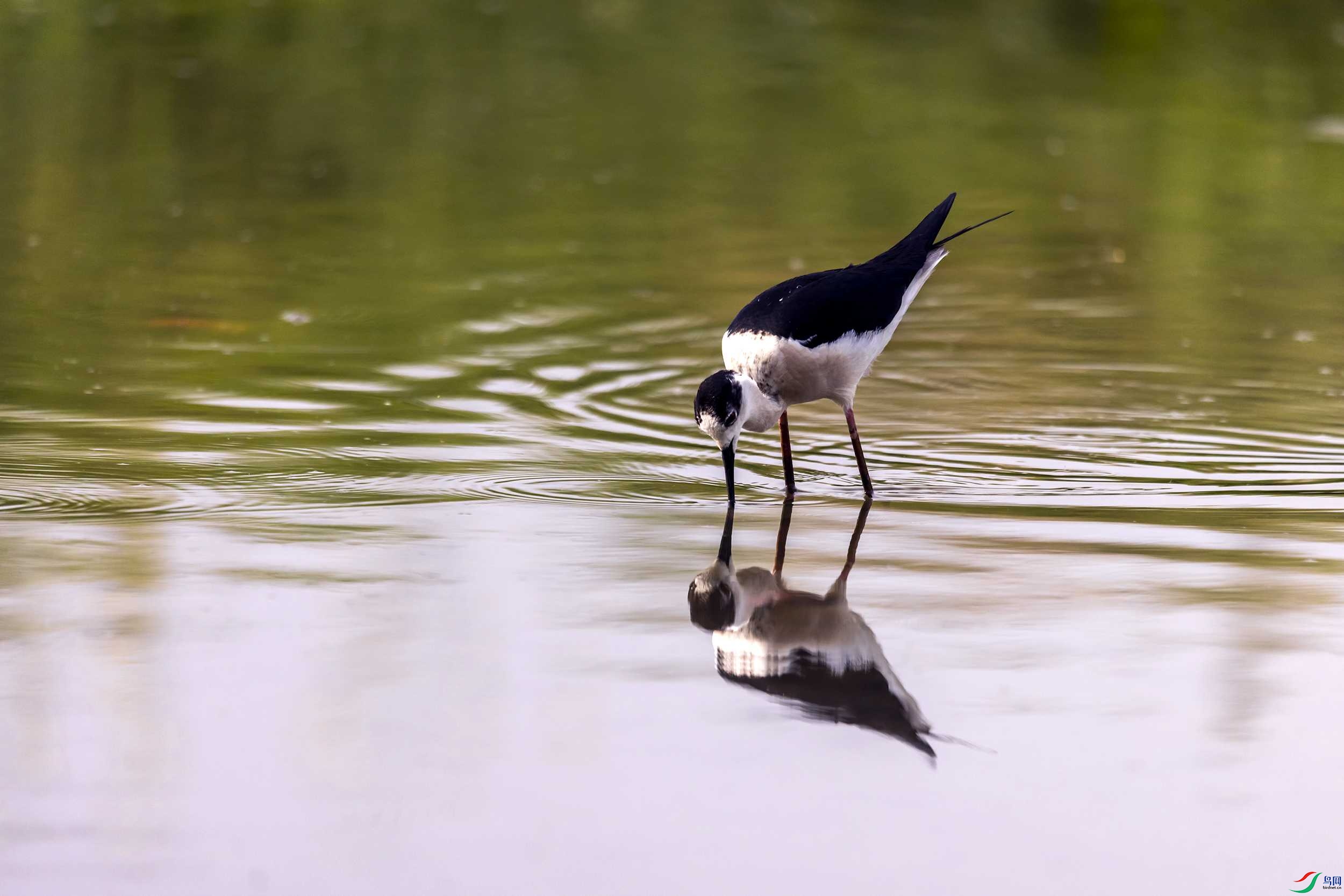 _78A9927 ����.jpg