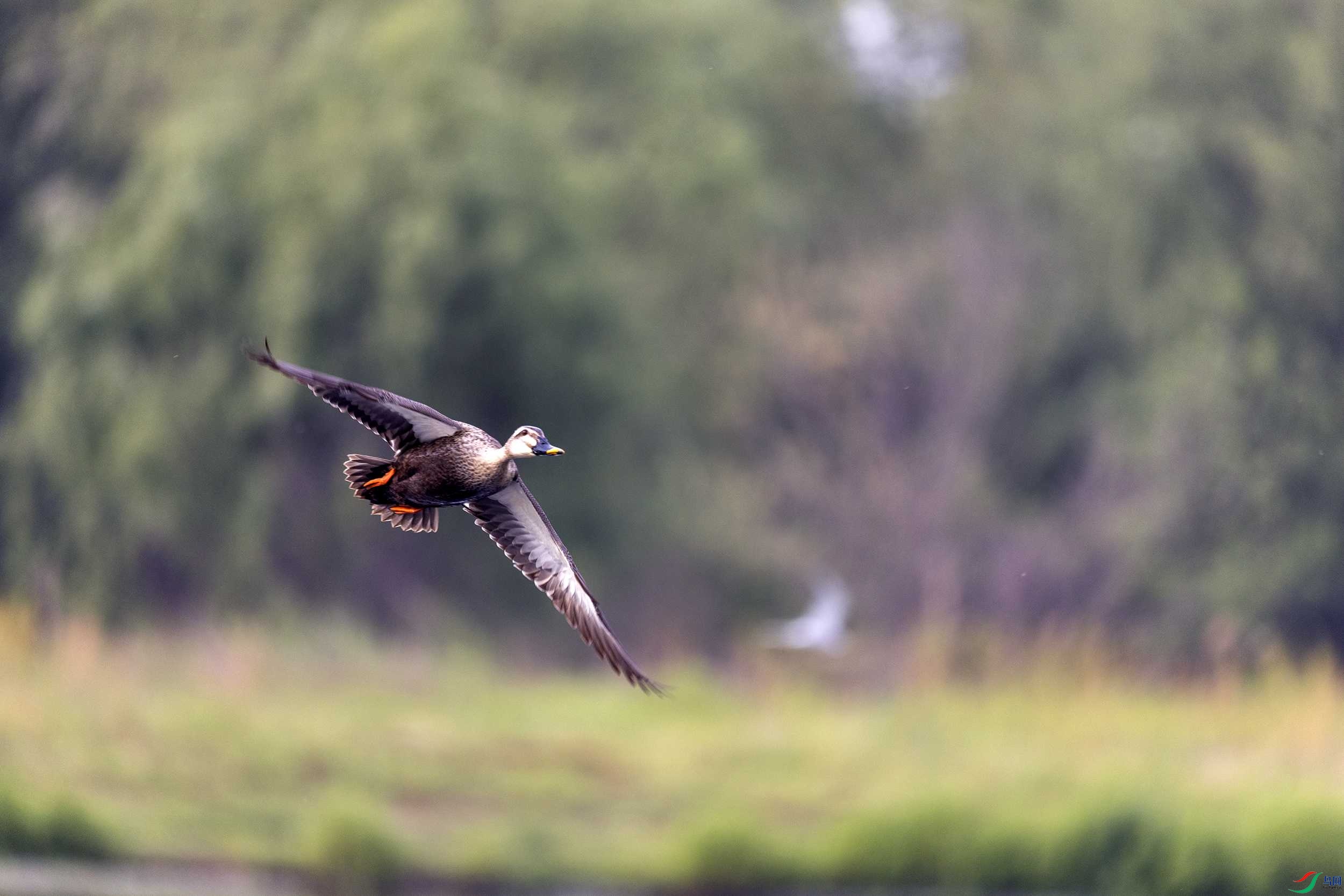 _78A9968 ����.jpg