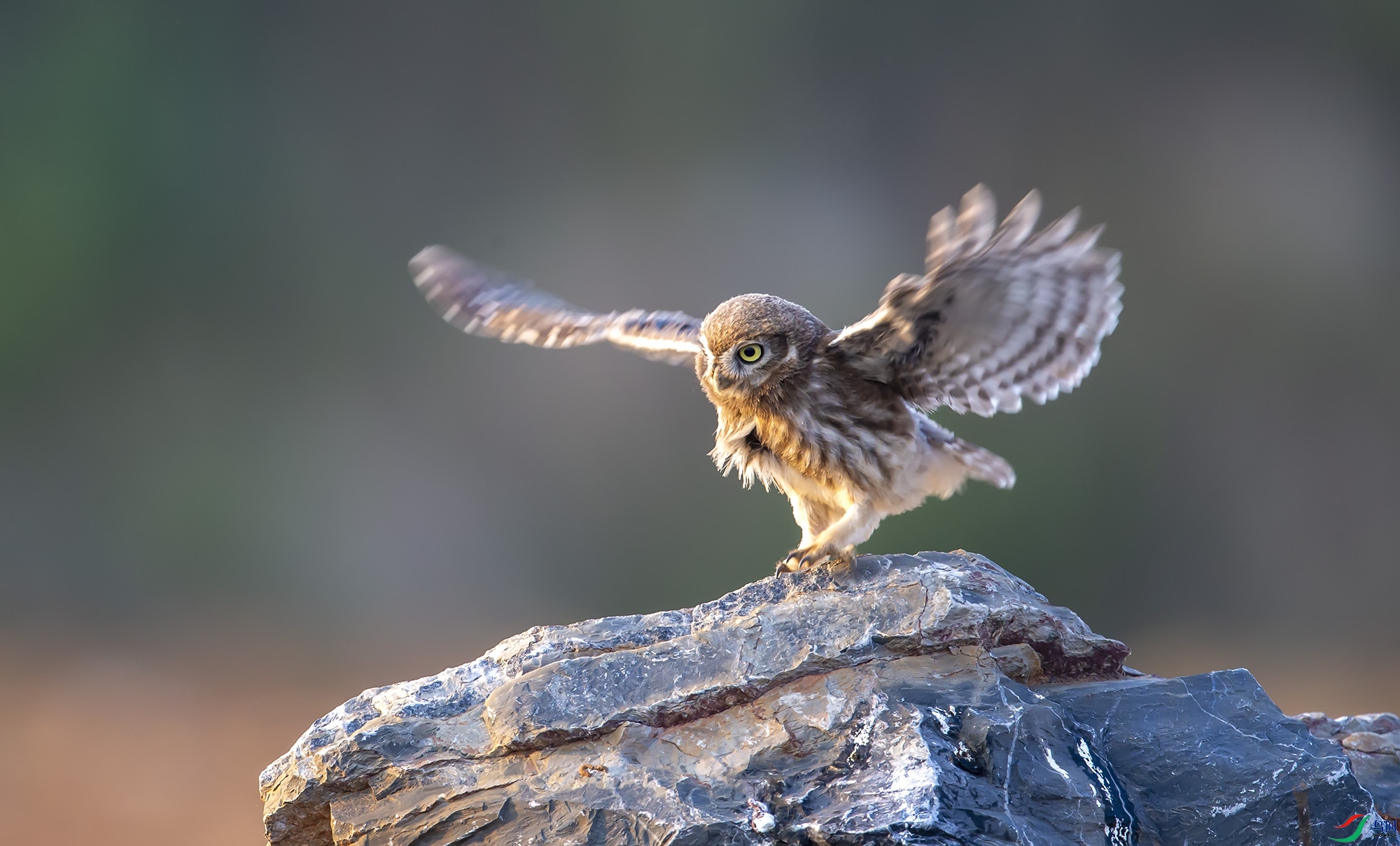 ���Ƹ�С�^