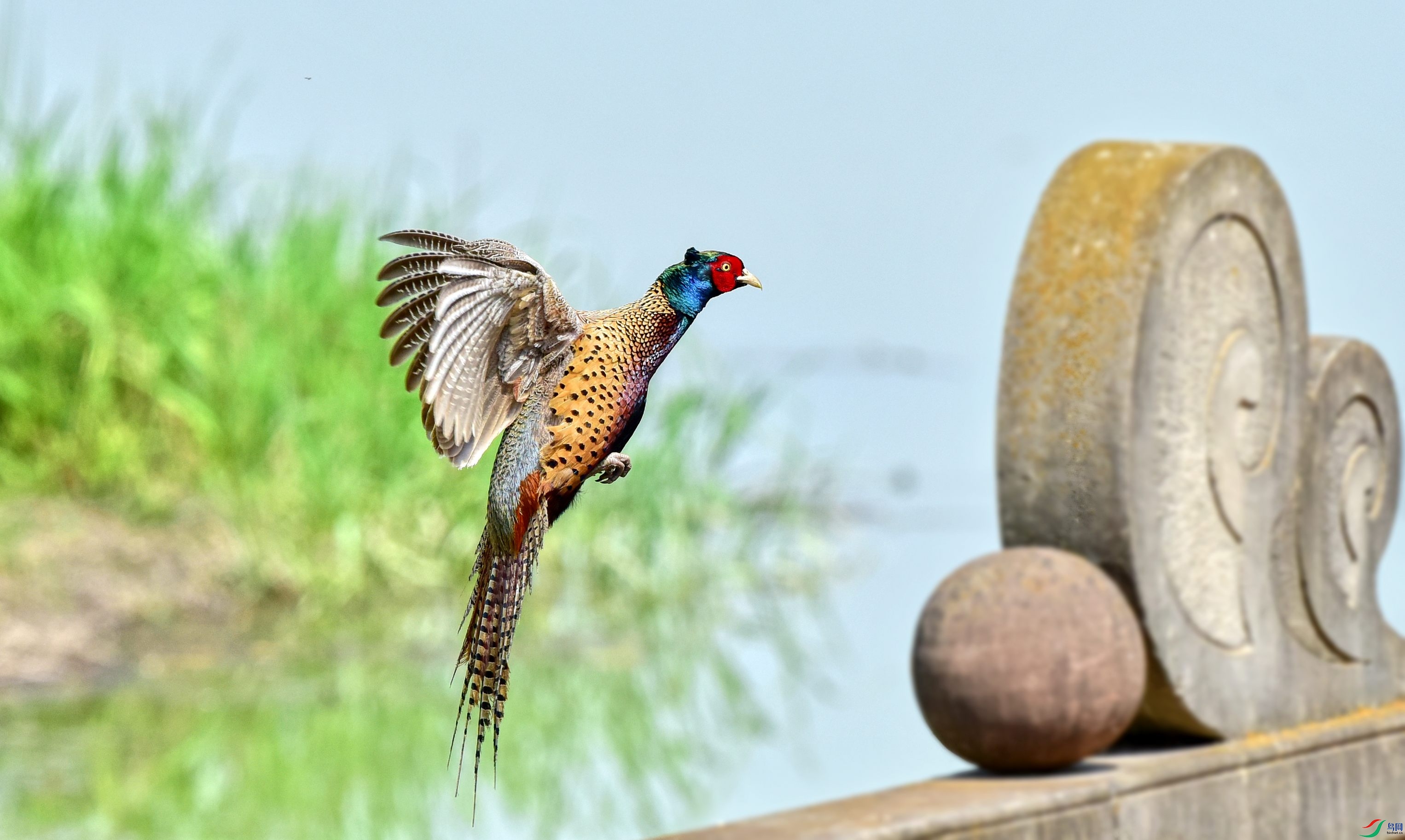 DSC_6421_conew7.jpg