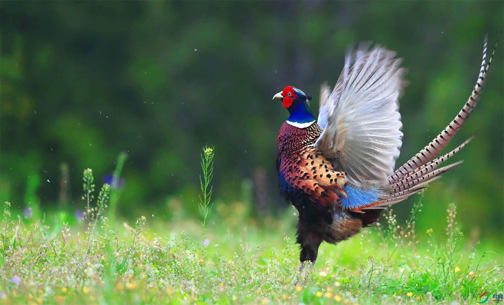 BL5I0138 - ����.JPG