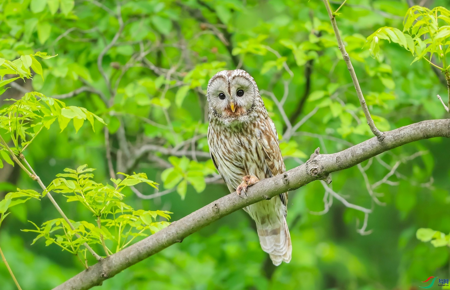 ������԰