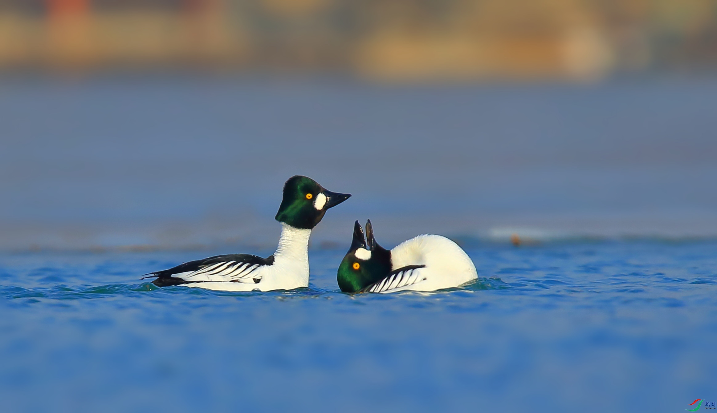 [水鸟] 冲天歌---鹊鸭 --- (祝贺老师作品荣获鸟网vip佳作)