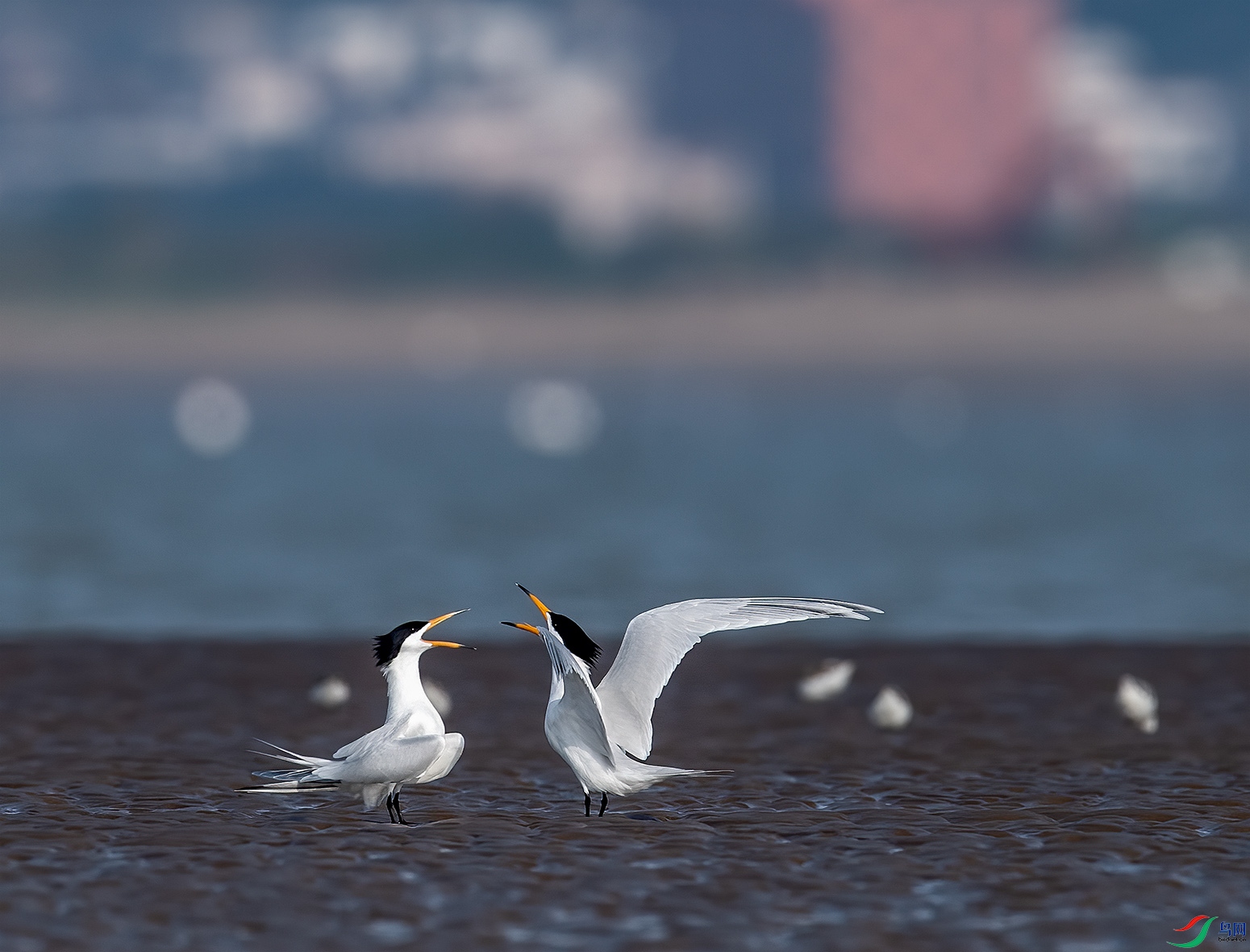 DSC_4669 mm.jpg